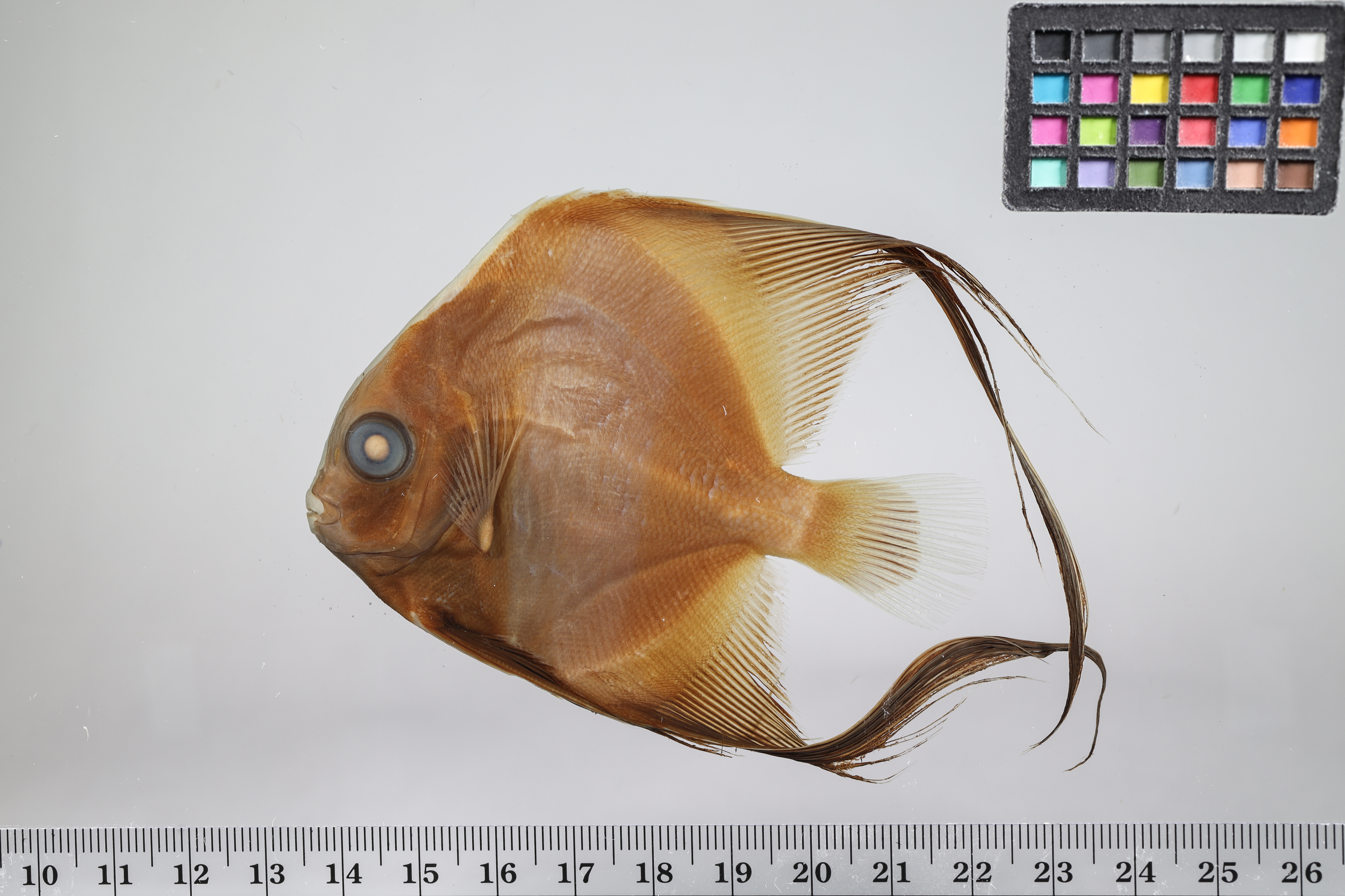 Platax orbicularis