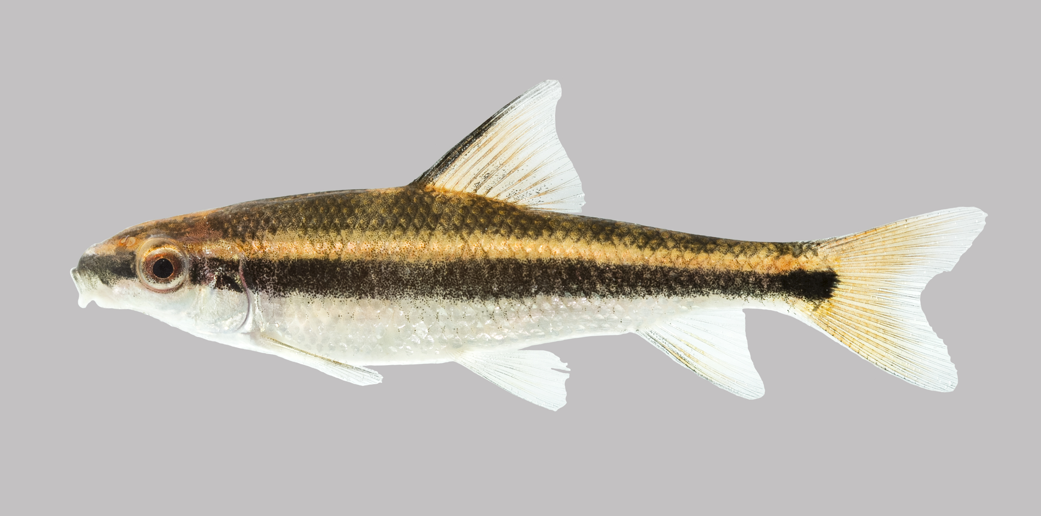 Sharpfin chubsucker (Erimyzon tenuis) — Catostomidae — 5