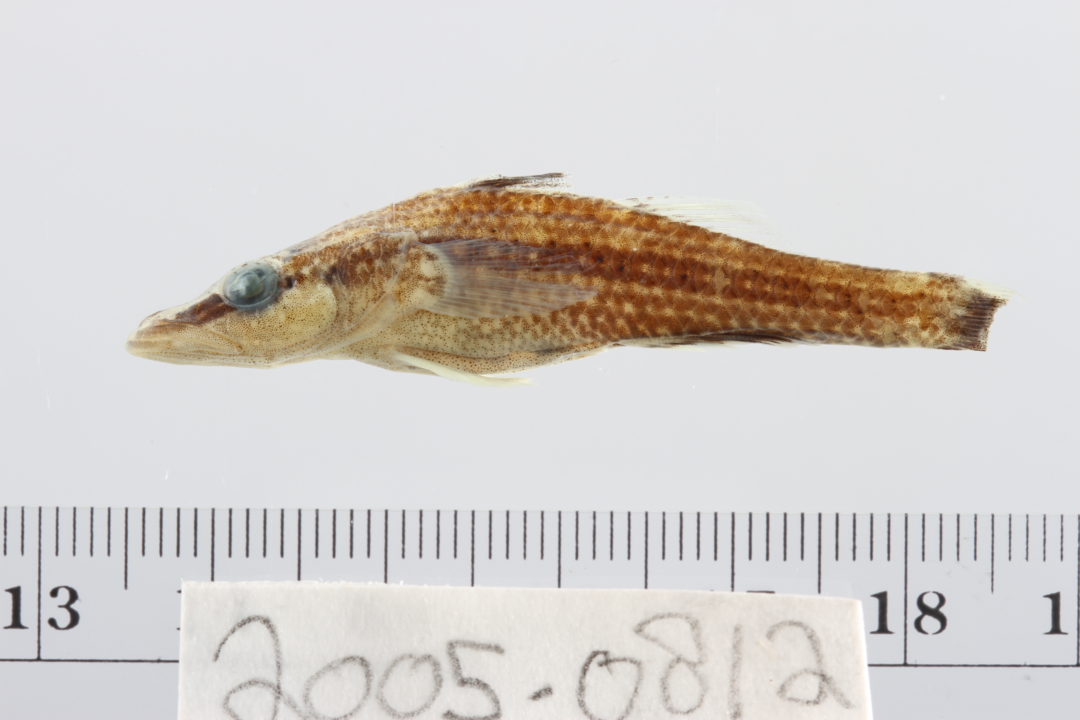 Barecheek sleeper (Butis gymnopomus) — Eleotridae — 3