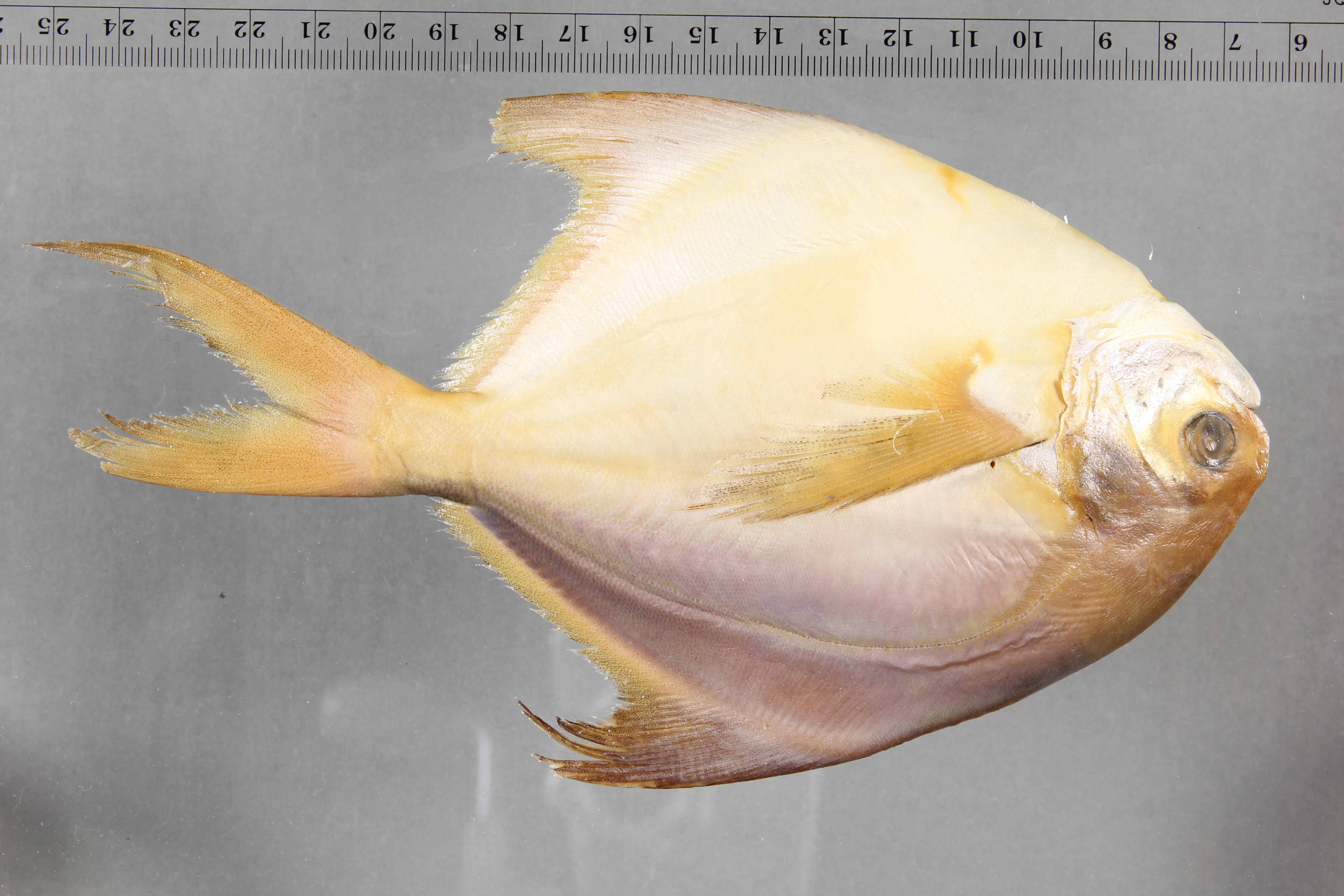 Pampus argenteus