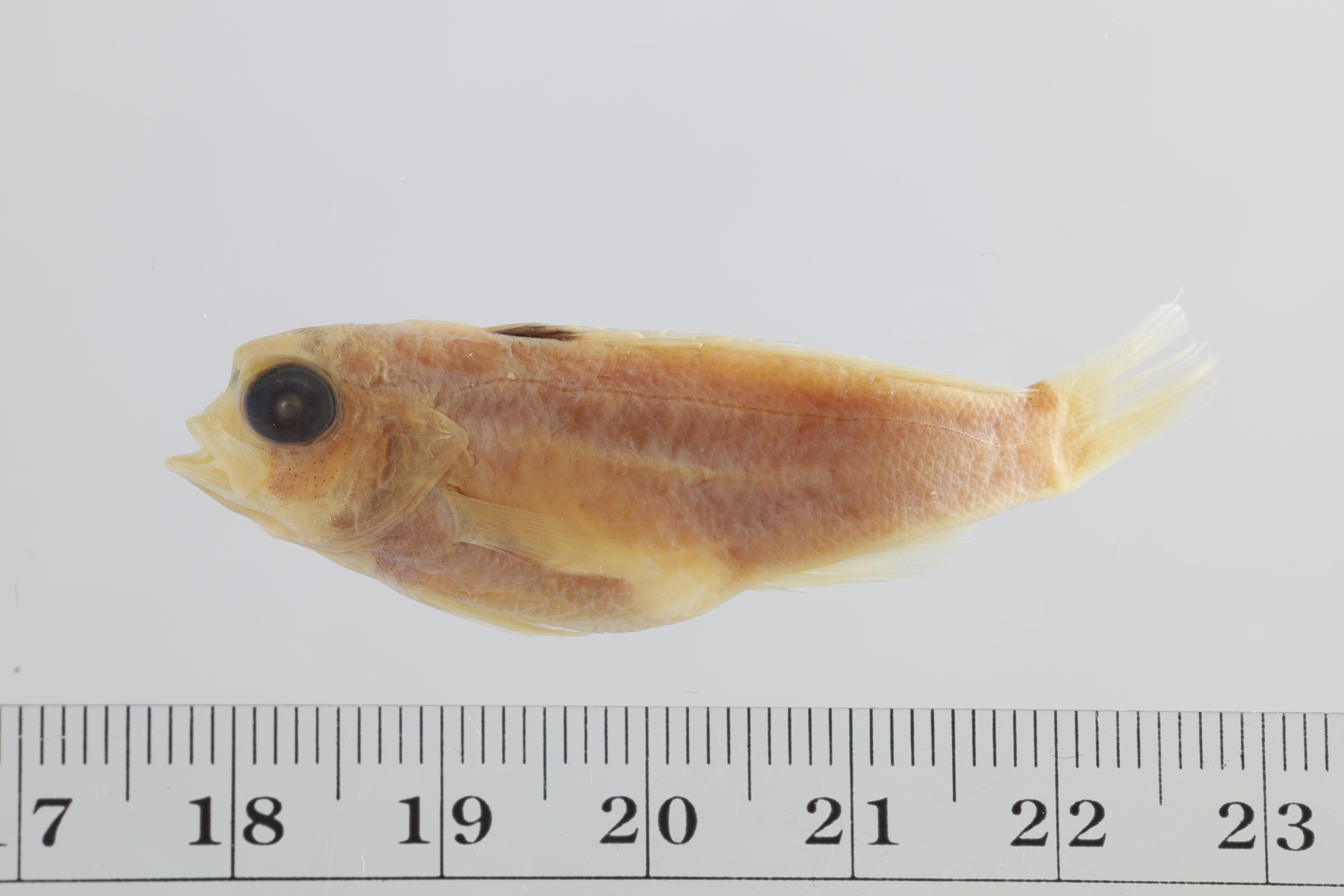 Bullisichthys caribbaeus thumbnail