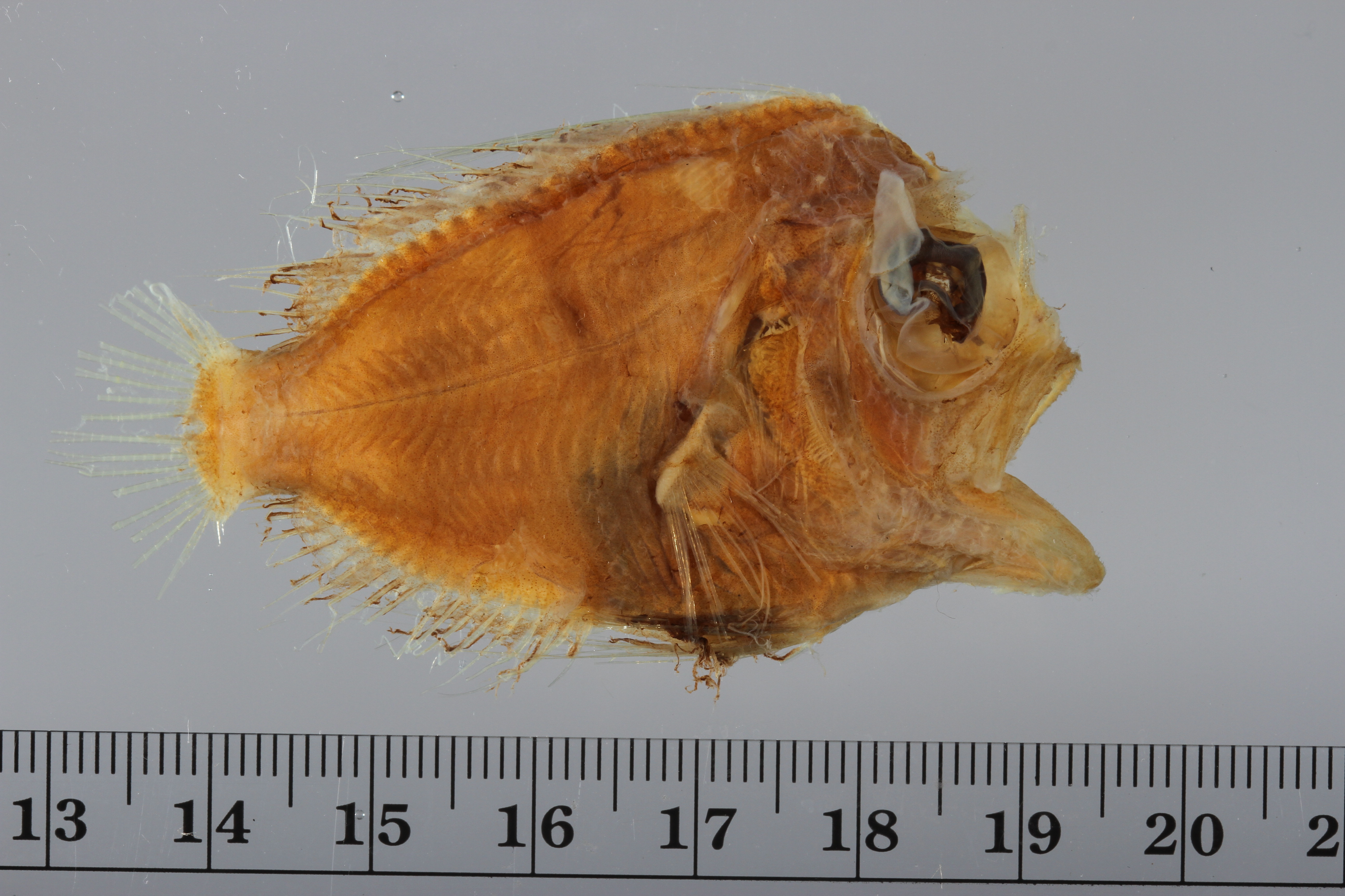 Opal manefish (Platyberyx opalescens) — Caristiidae — 2
