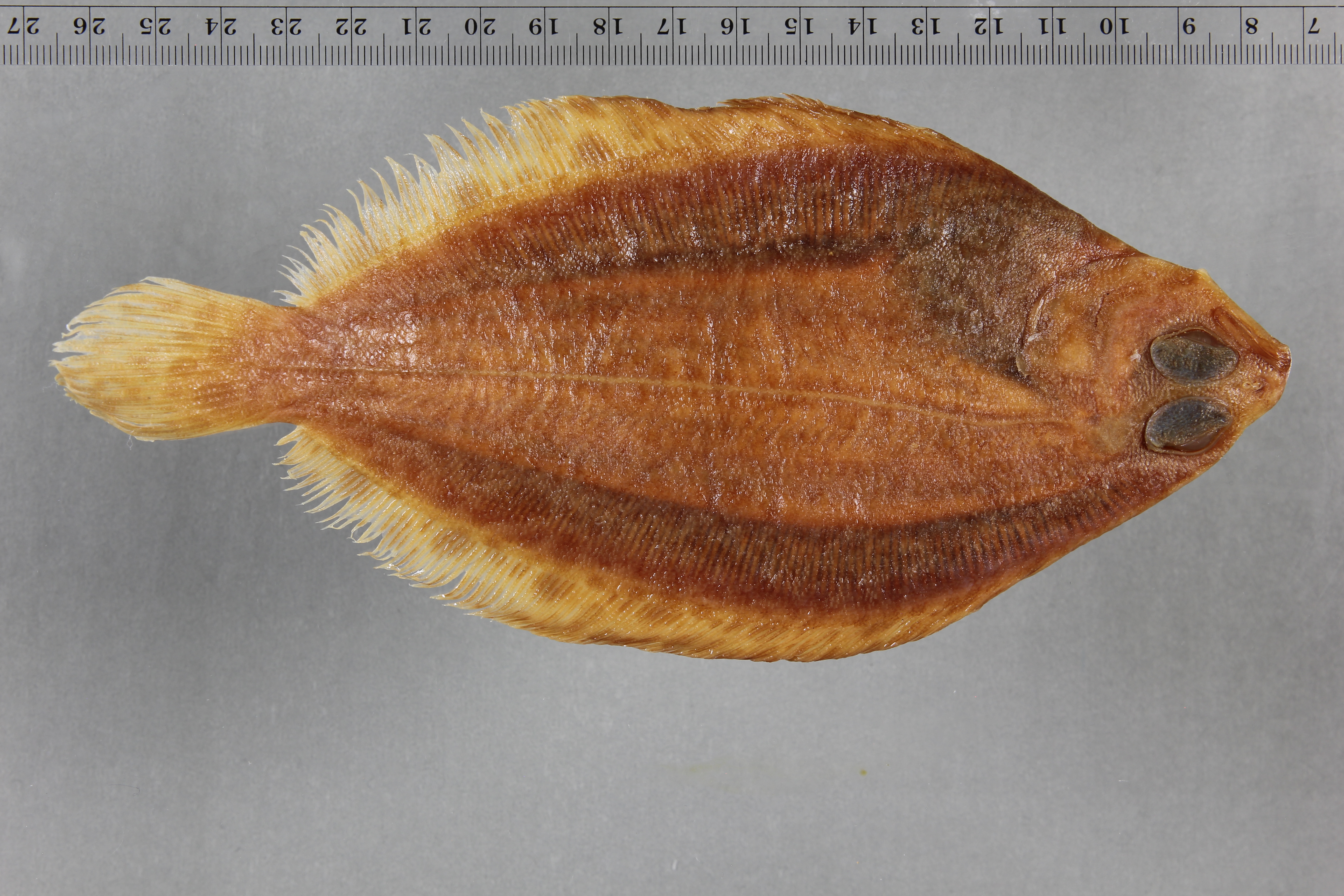 Antarctic armless flounder (Mancopsetta maculata) — Achiropsettidae