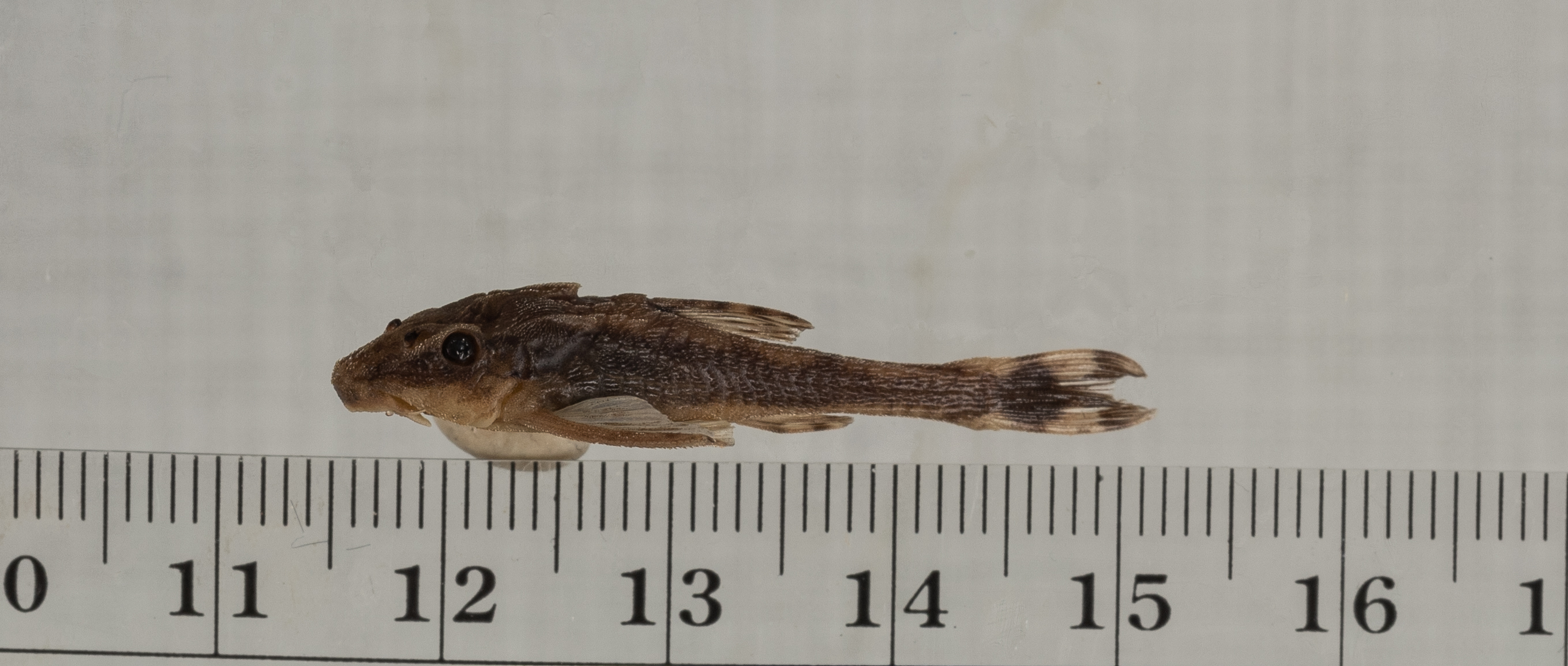 Pseudotothyris obtusa