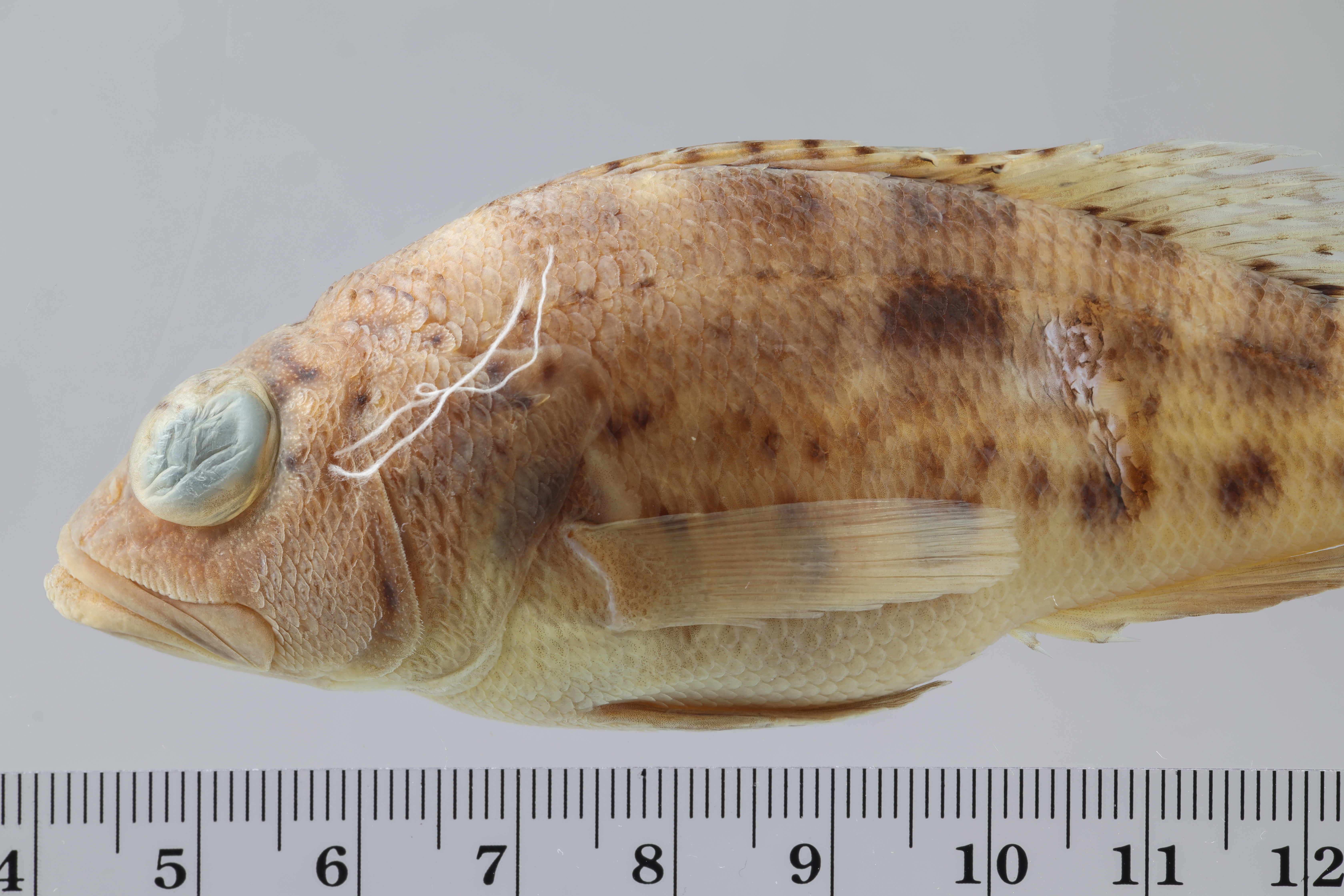 Centropristis ocyurus