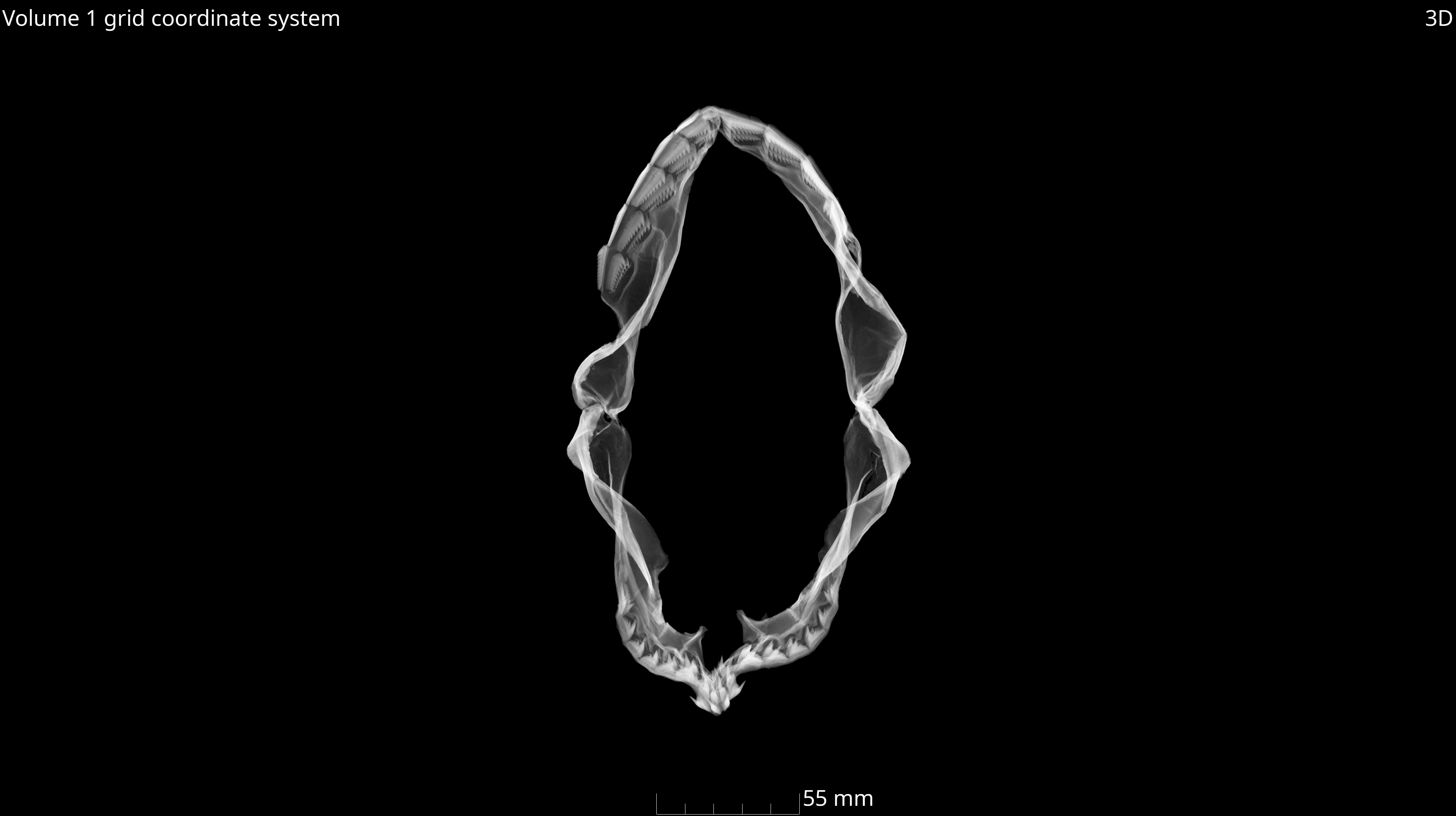 Hexanchus vitulus thumbnail