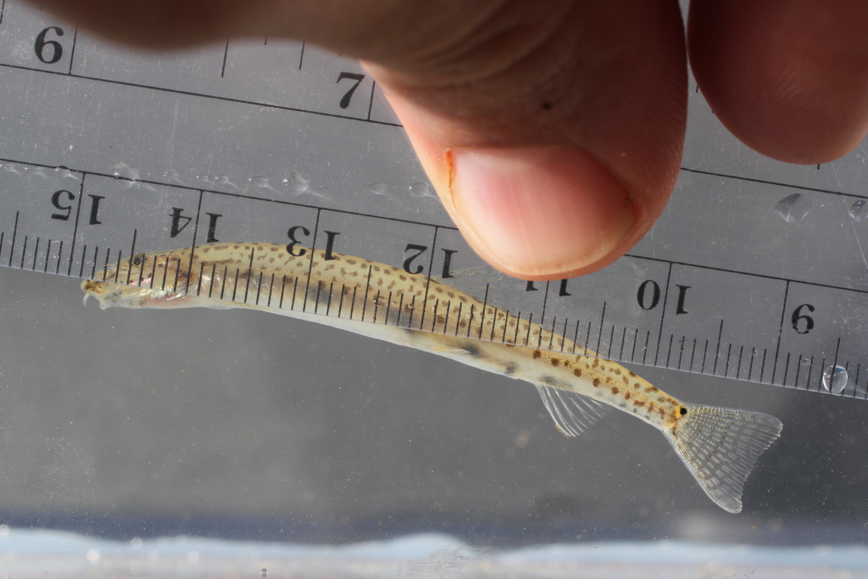 Slender loach (Acanthopsoides gracilentus) — Cobitidae — 2