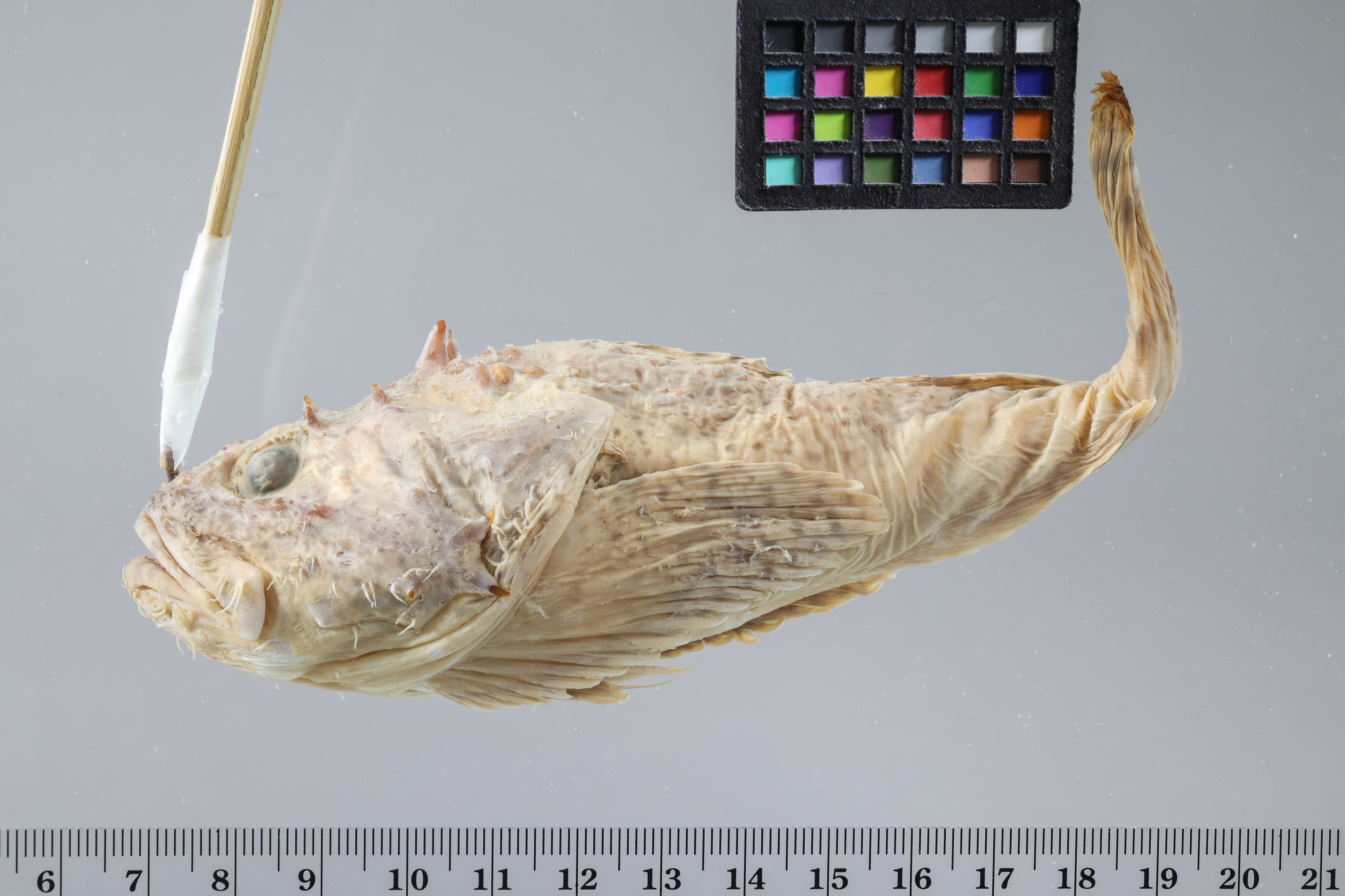 Dasycottus setiger thumbnail