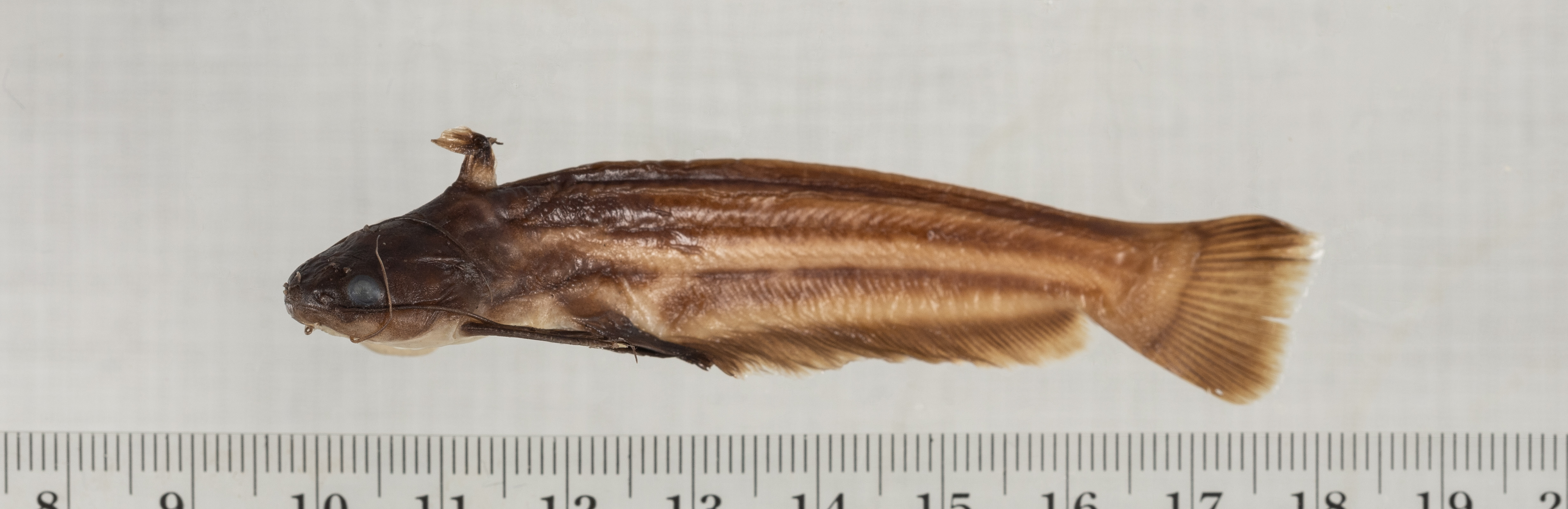 Striped woodcat (Trachelyopterichthys taeniatus) — Auchenipteridae — 3