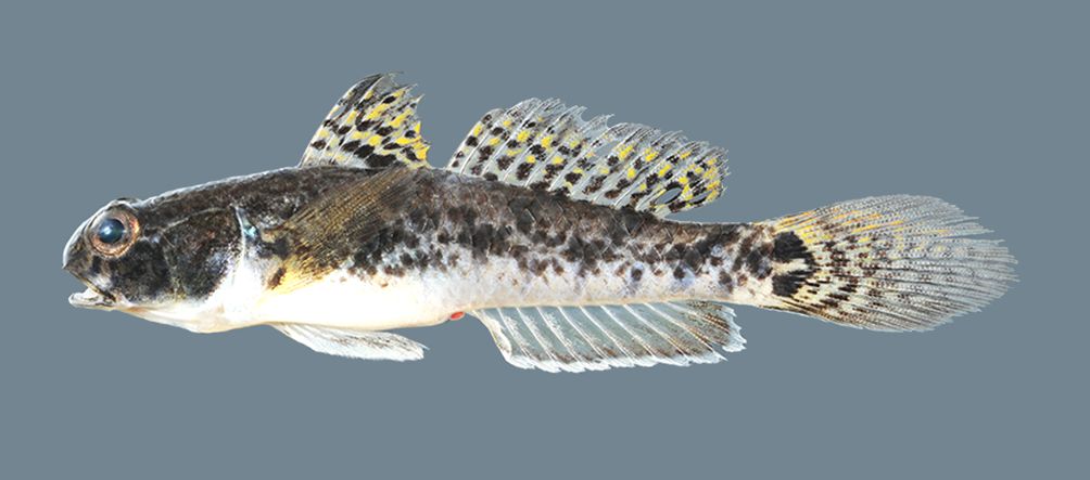 Lrye goby (Evorthodus lyricus) — Gobiidae — 2