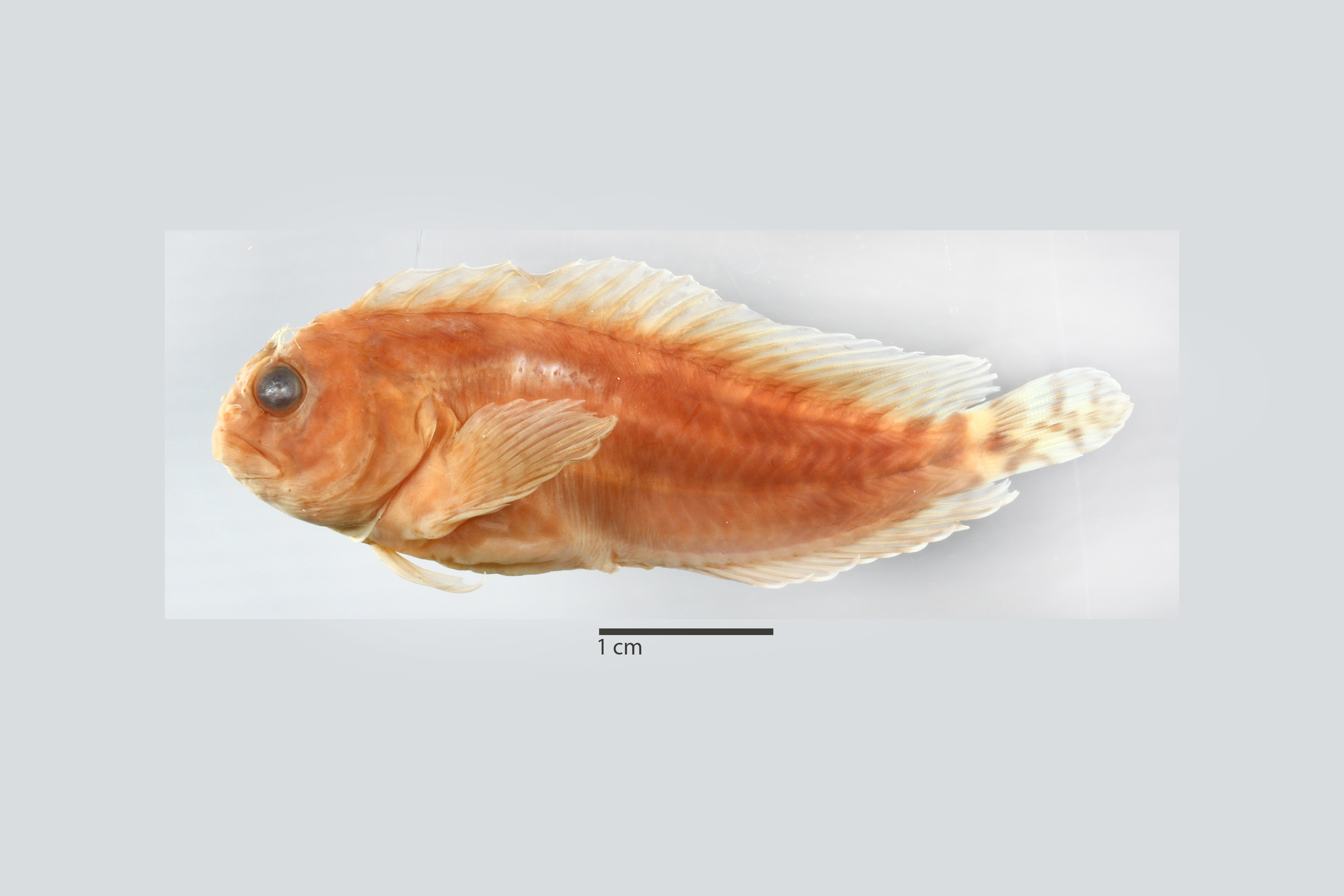Hypleurochilus caudovittatus image