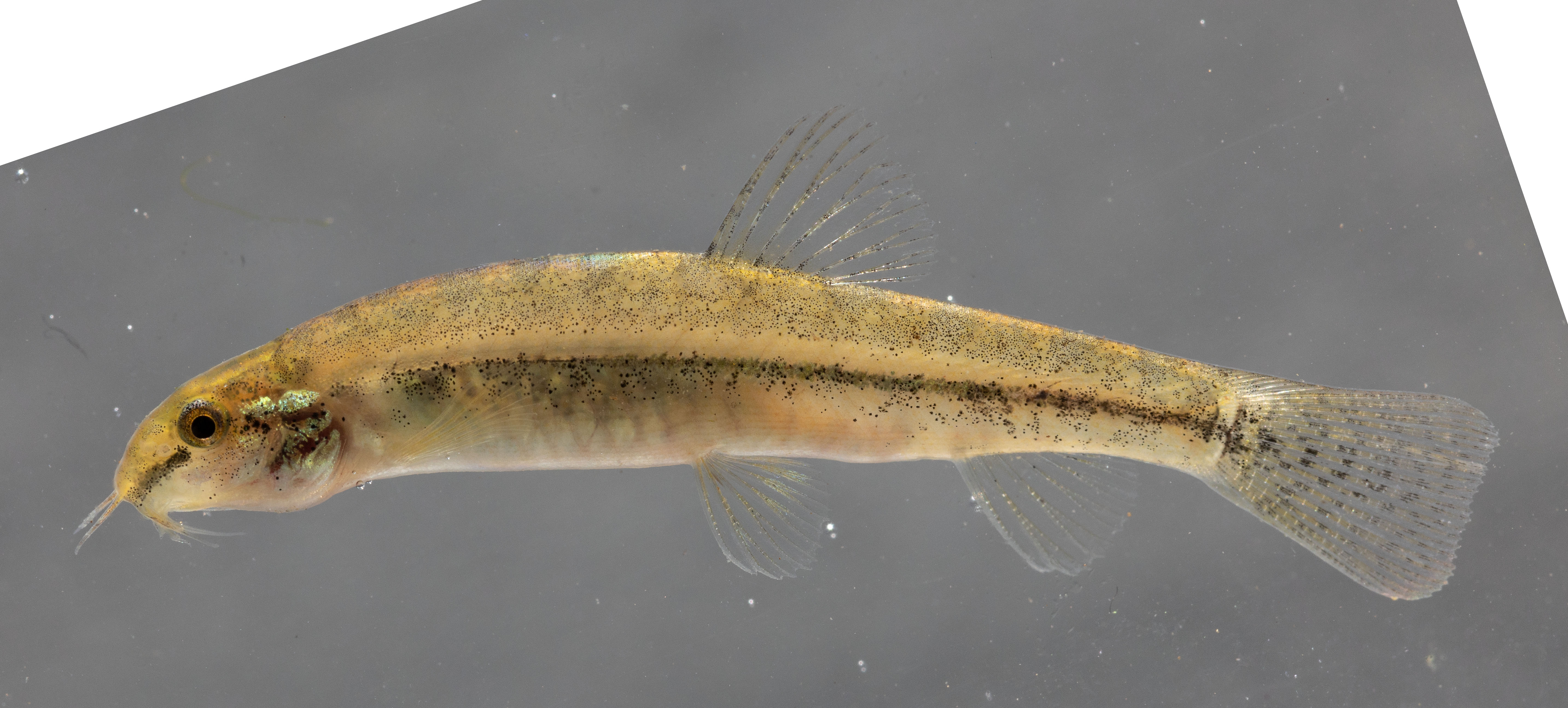 Hasselt's loach (Lepidocephalichthys hasselti) — Cobitidae — 4