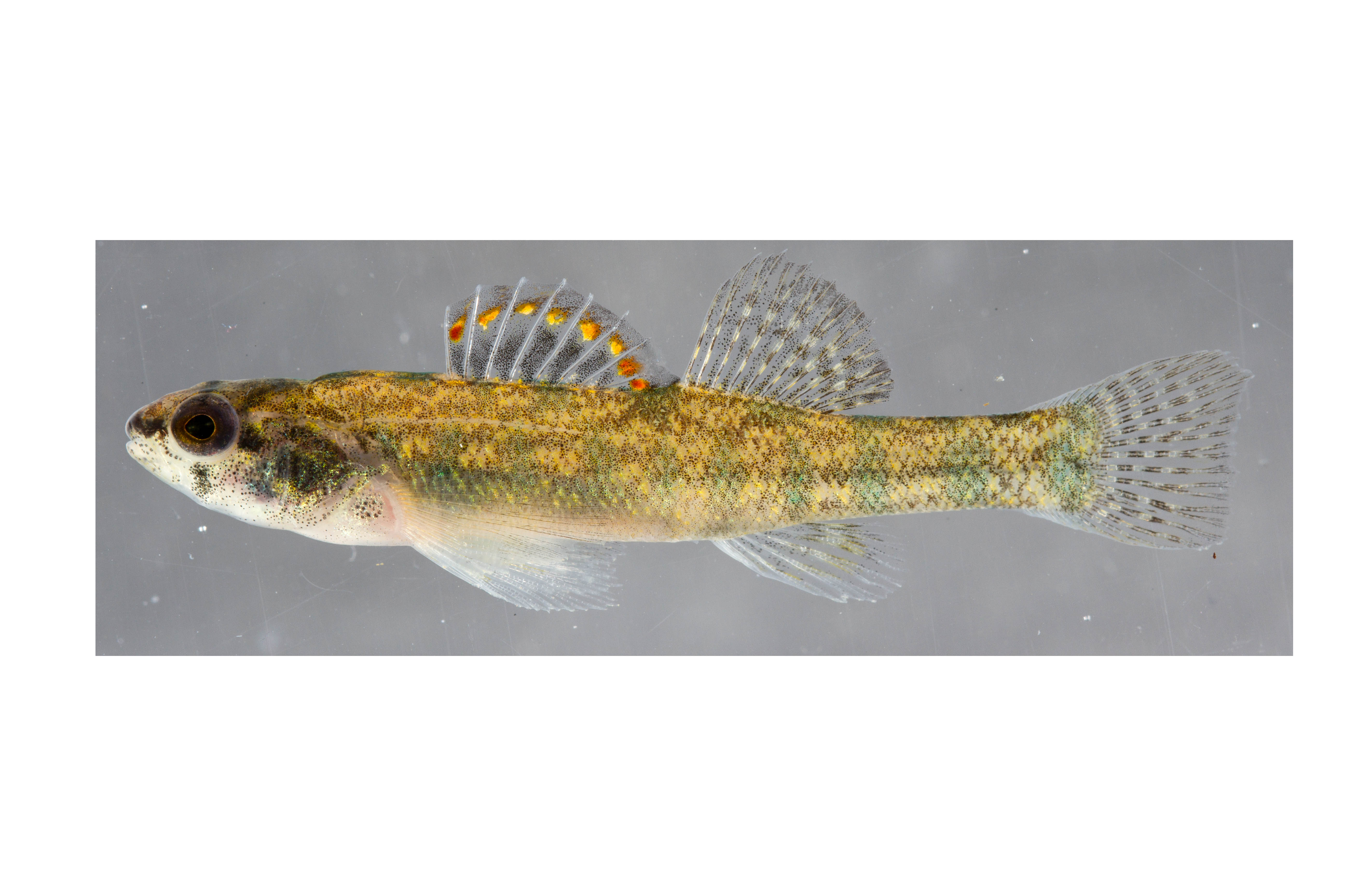Backwater darter (Etheostoma zonifer) — Percidae