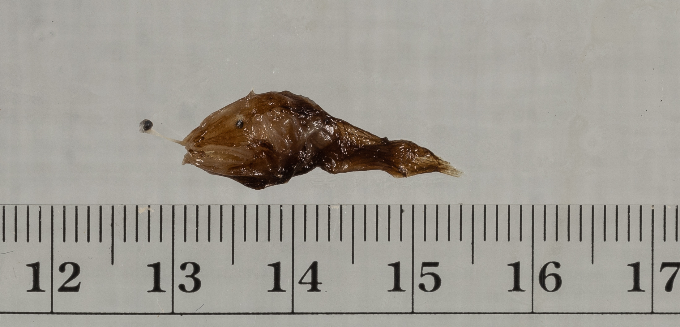 Dolopichthys allector