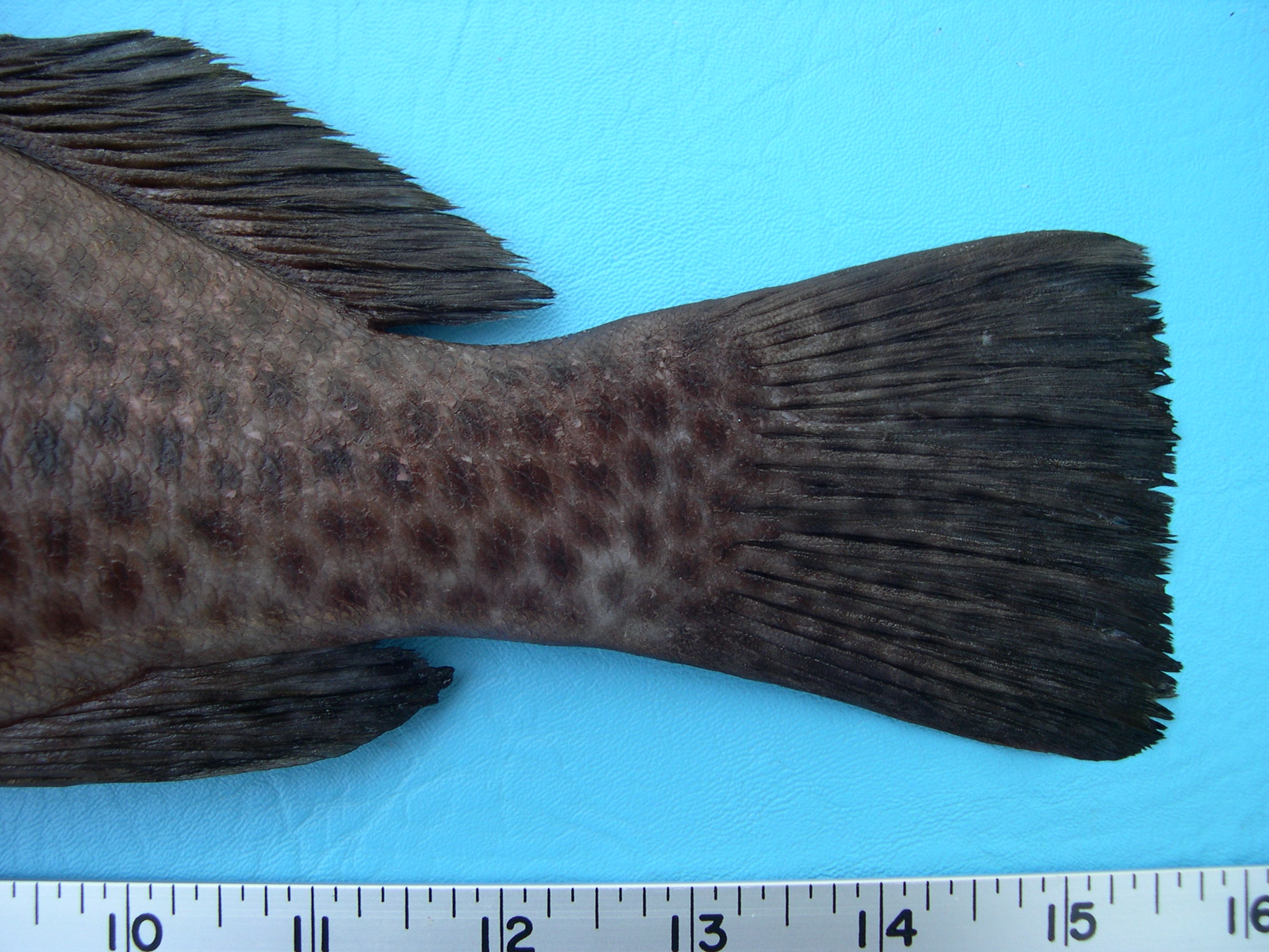 Epinephelus maculatus