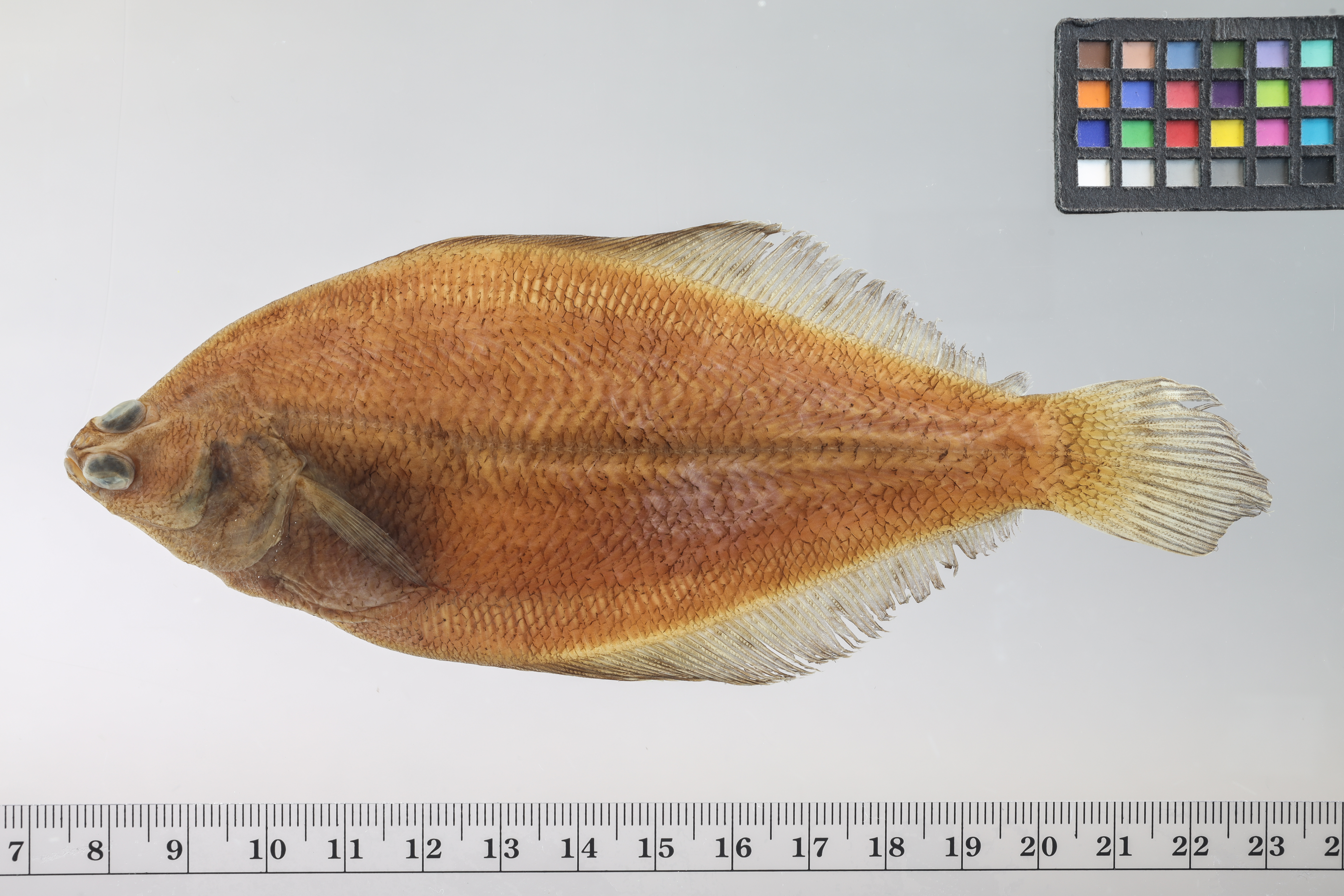Slender flounder (Etropus ectenes) — Paralichthyidae — 2