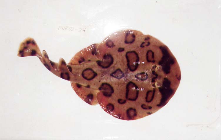 Brazilian electric ray (Narcine brasiliensis) — Narcinidae — 2