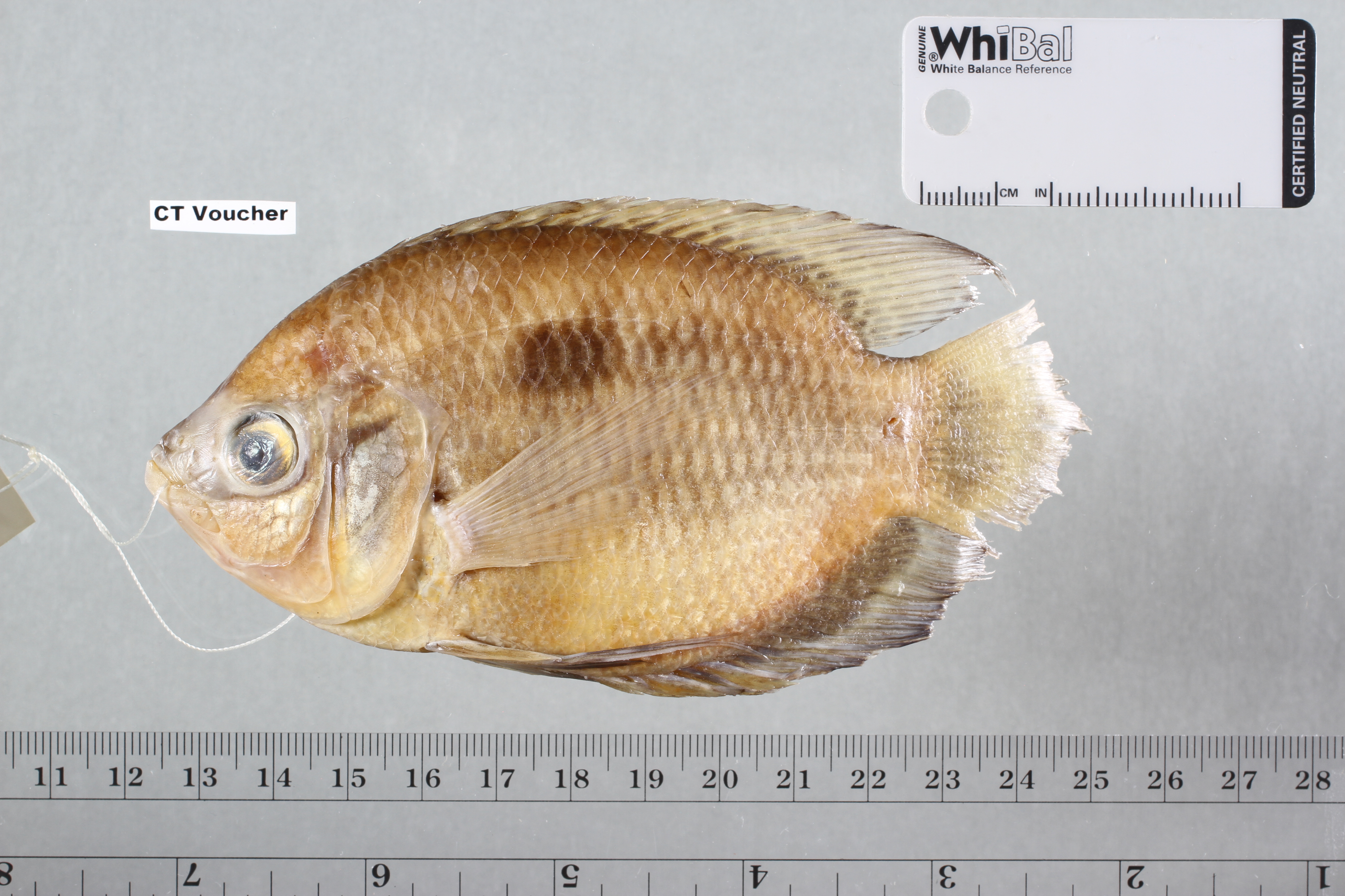 Chaetobranchopsis orbicularis