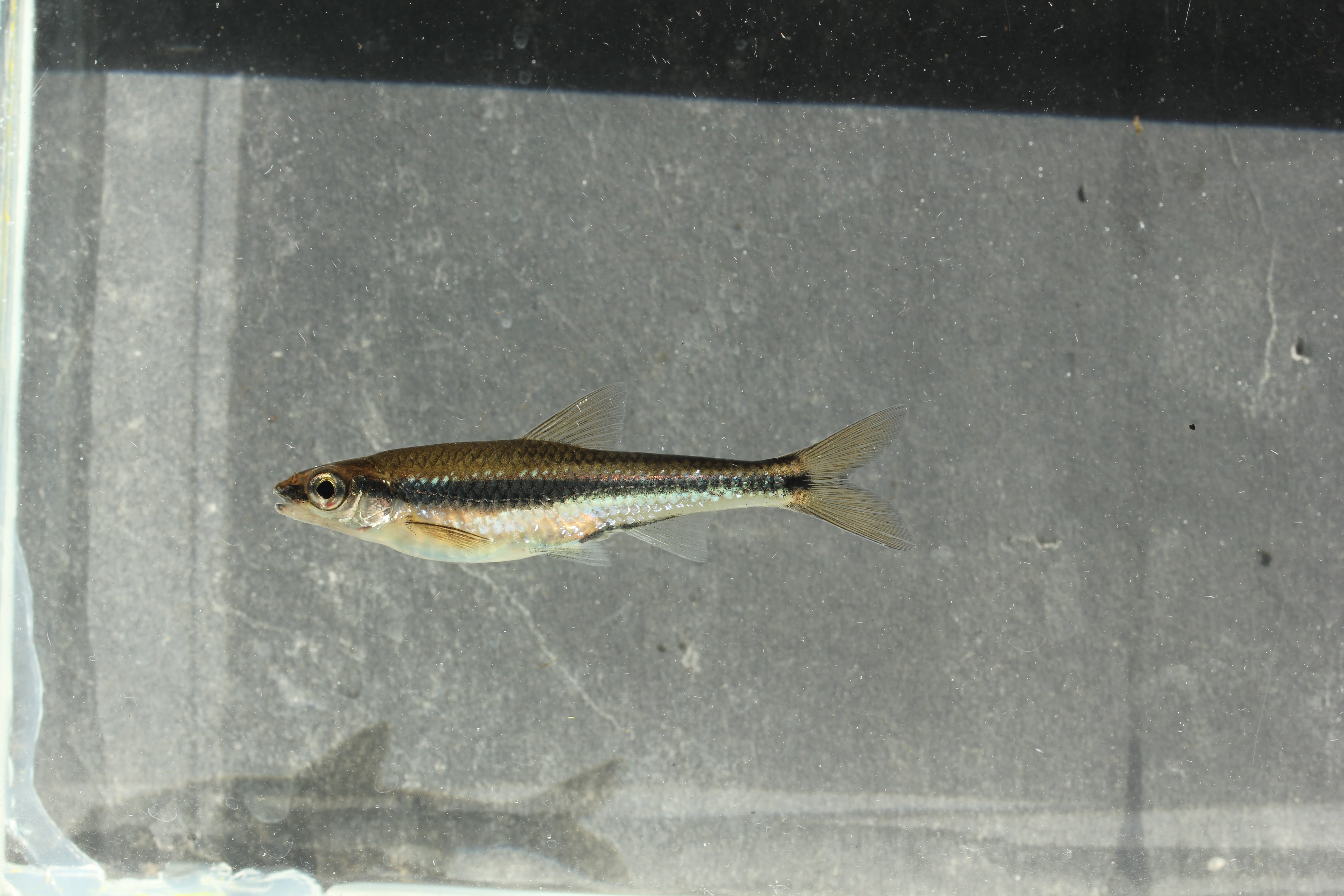 Coastal shiner (Notropis petersoni) — Cyprinidae
