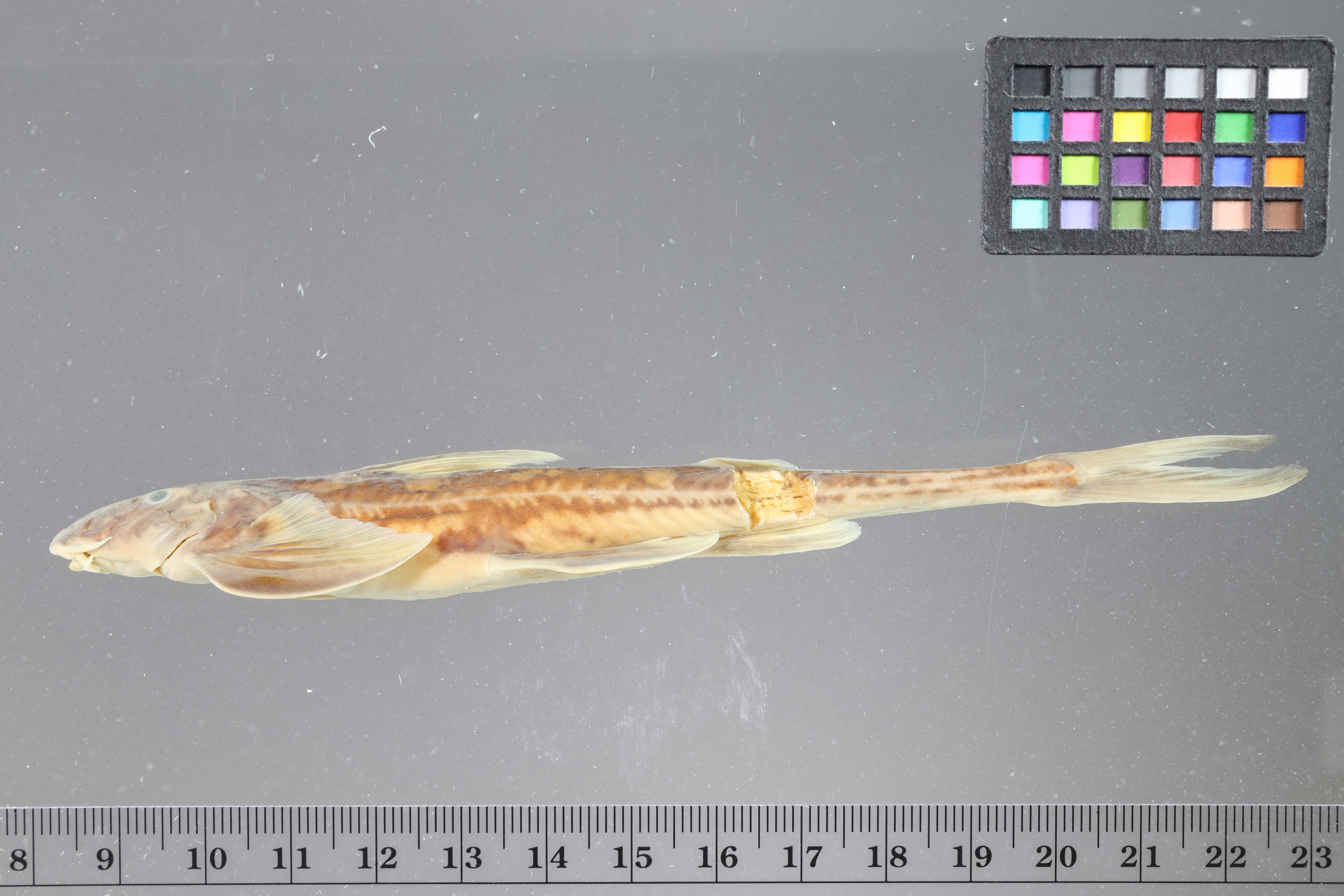 Typical sand catfish (Doumea typica) — Amphiliidae — 3