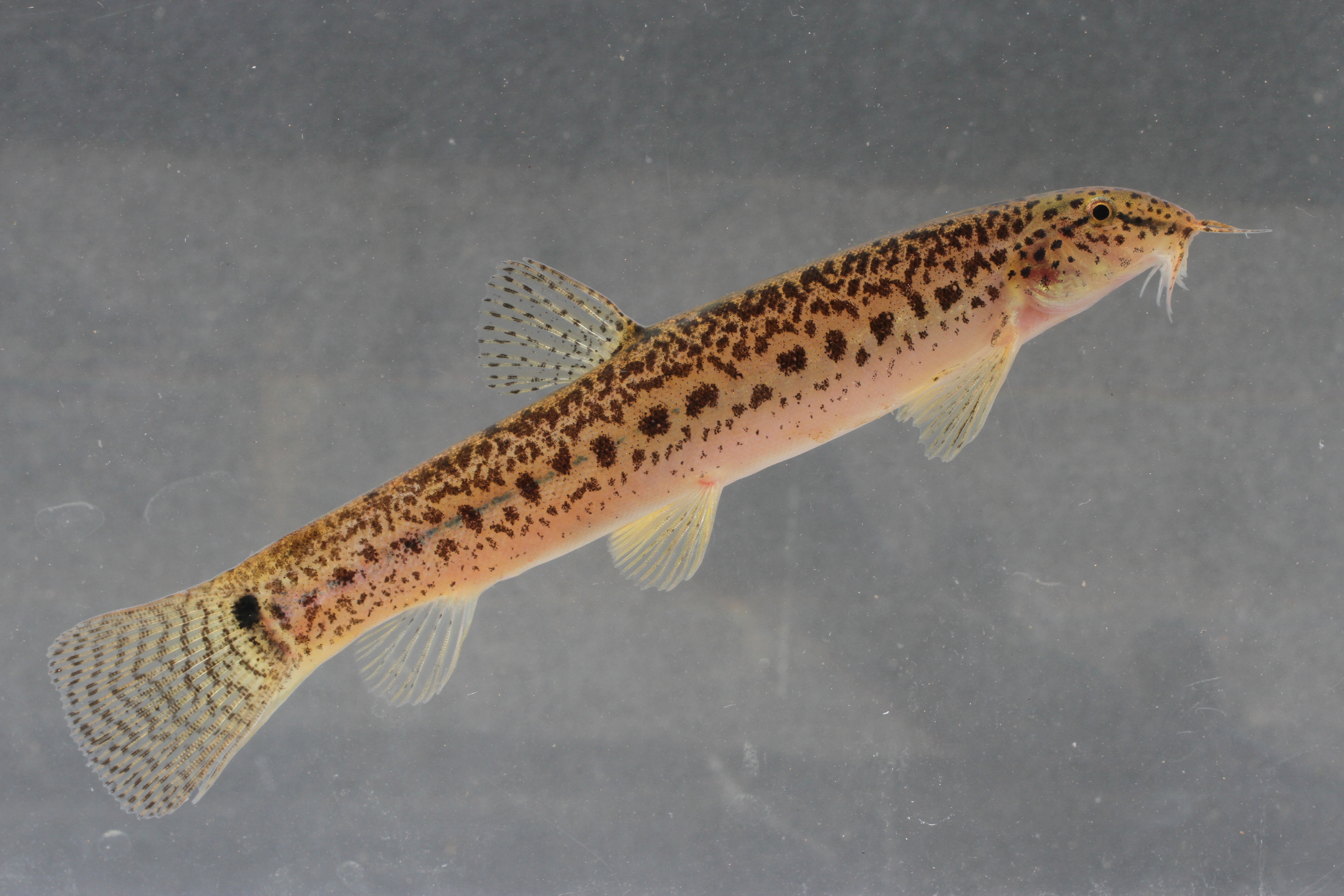 Birmaanse modderkruiper (Lepidocephalichthys berdmorei) — Cobitidae — 4