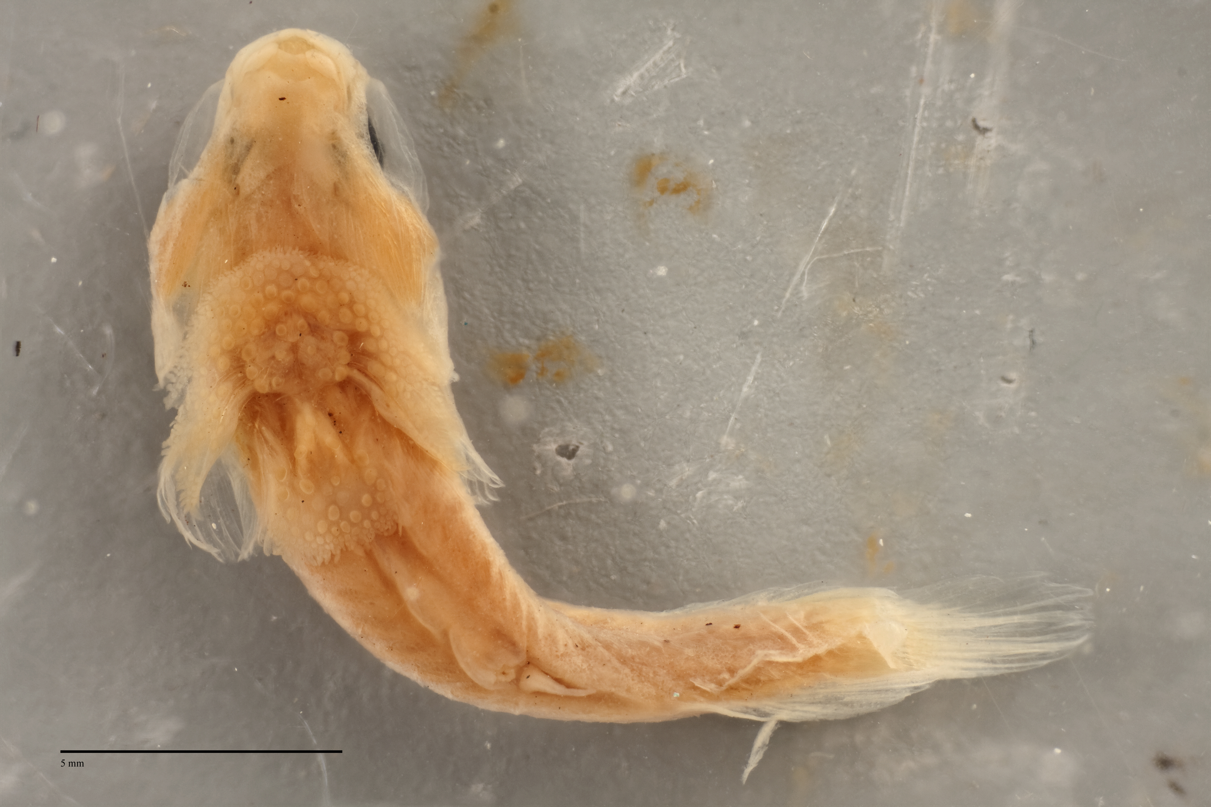 Derilissus nanus