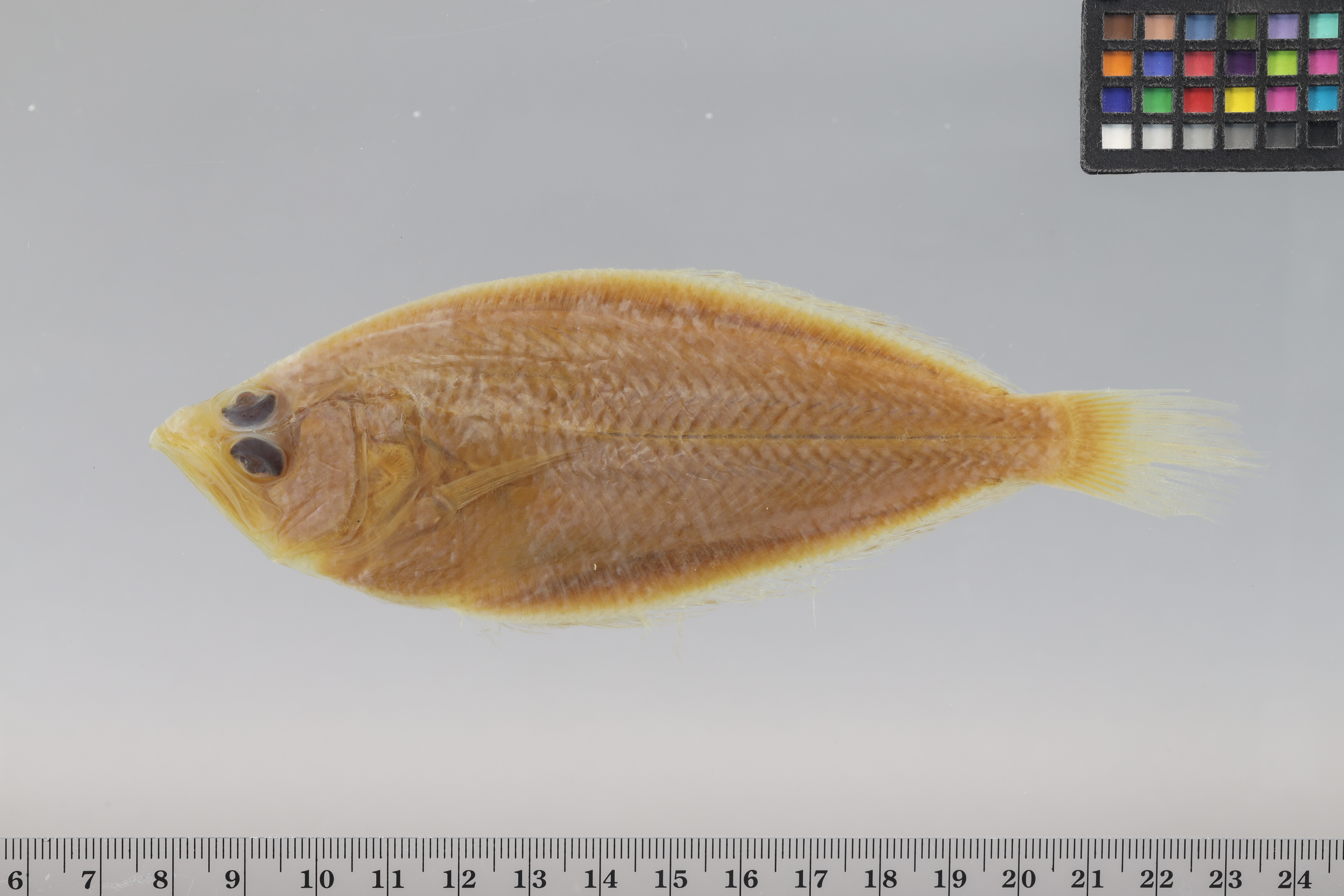 Branched-ray flounder (Citharoides macrolepidotus) — Citharidae
