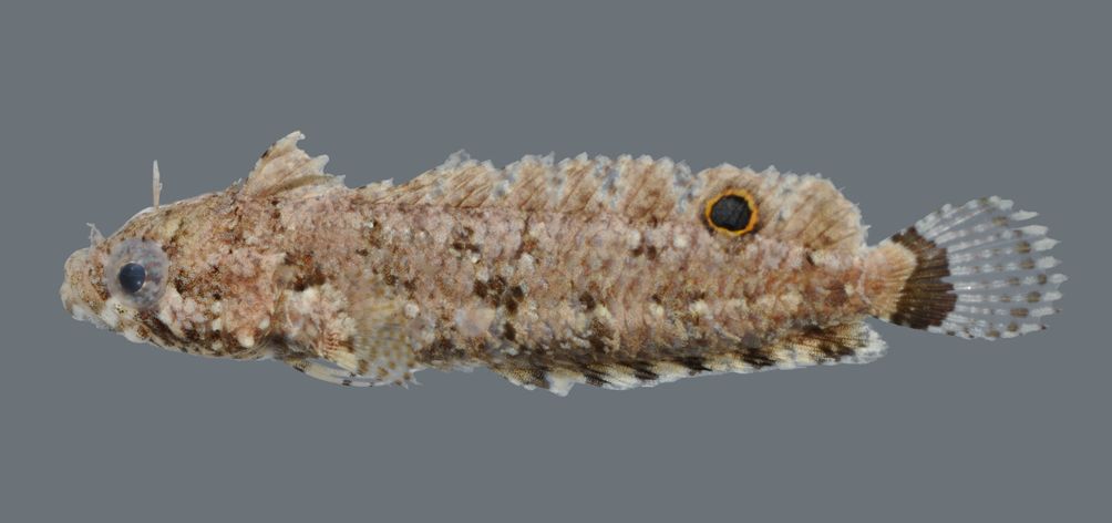 Banded blenny (Paraclinus fasciatus) — Labrisomidae — 3