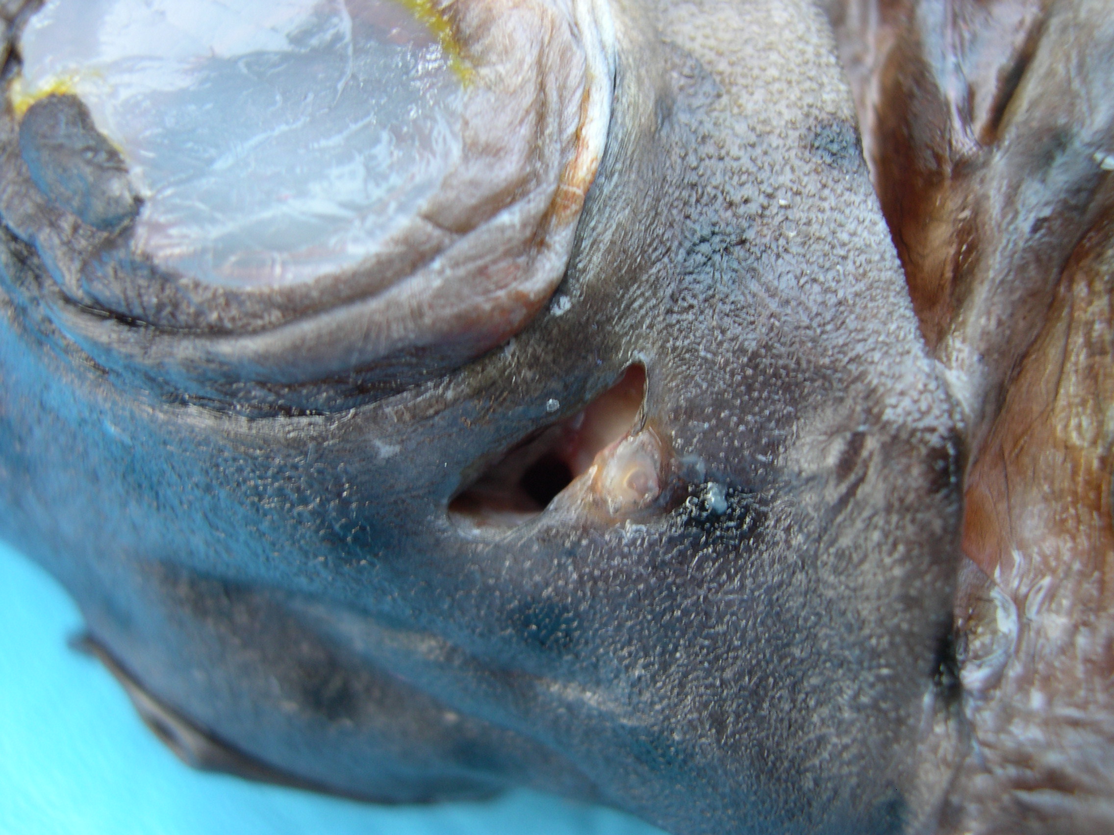 Epinephelus corallicola thumbnail