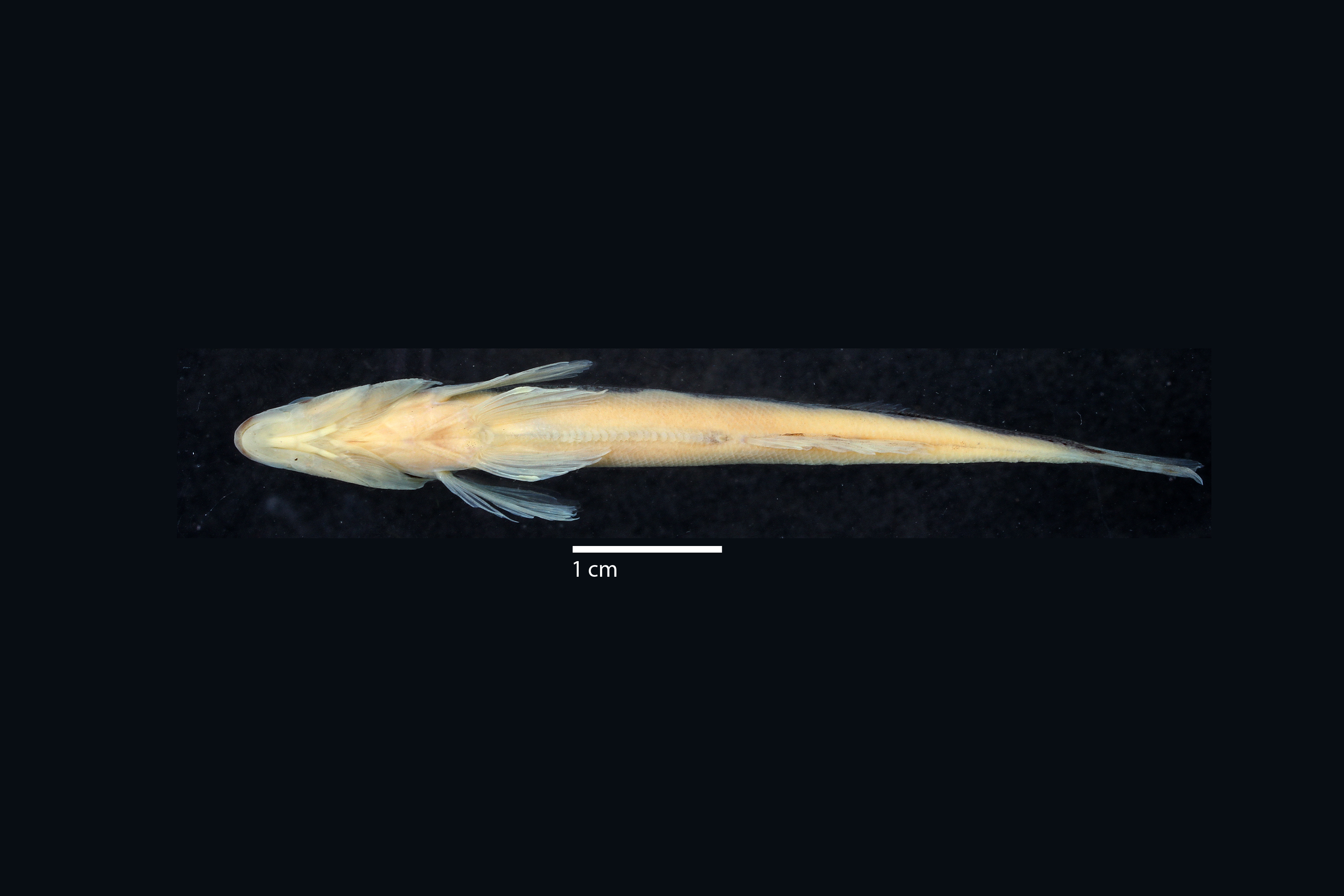 Percina kusha