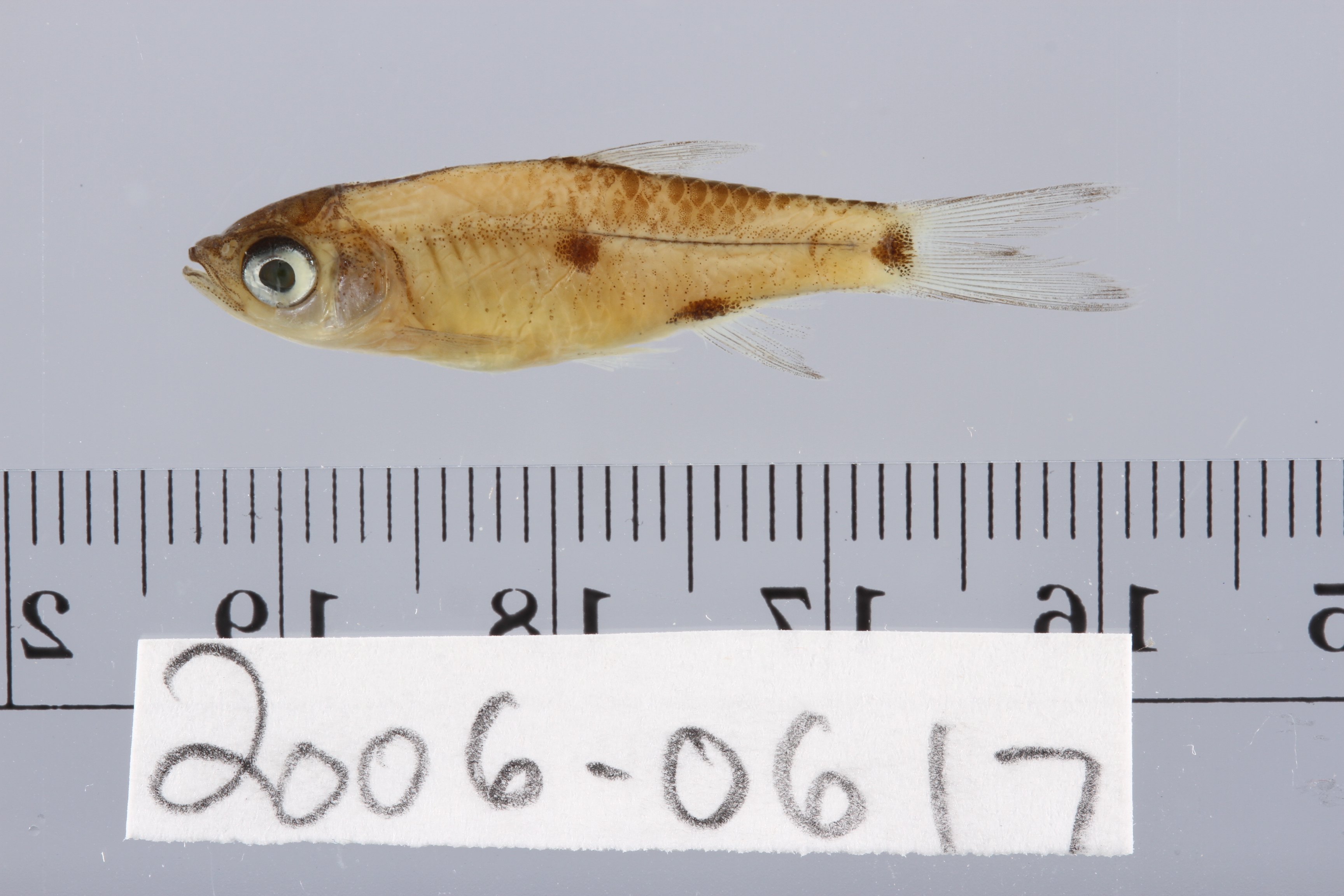 Rasbora spilotaenia thumbnail
