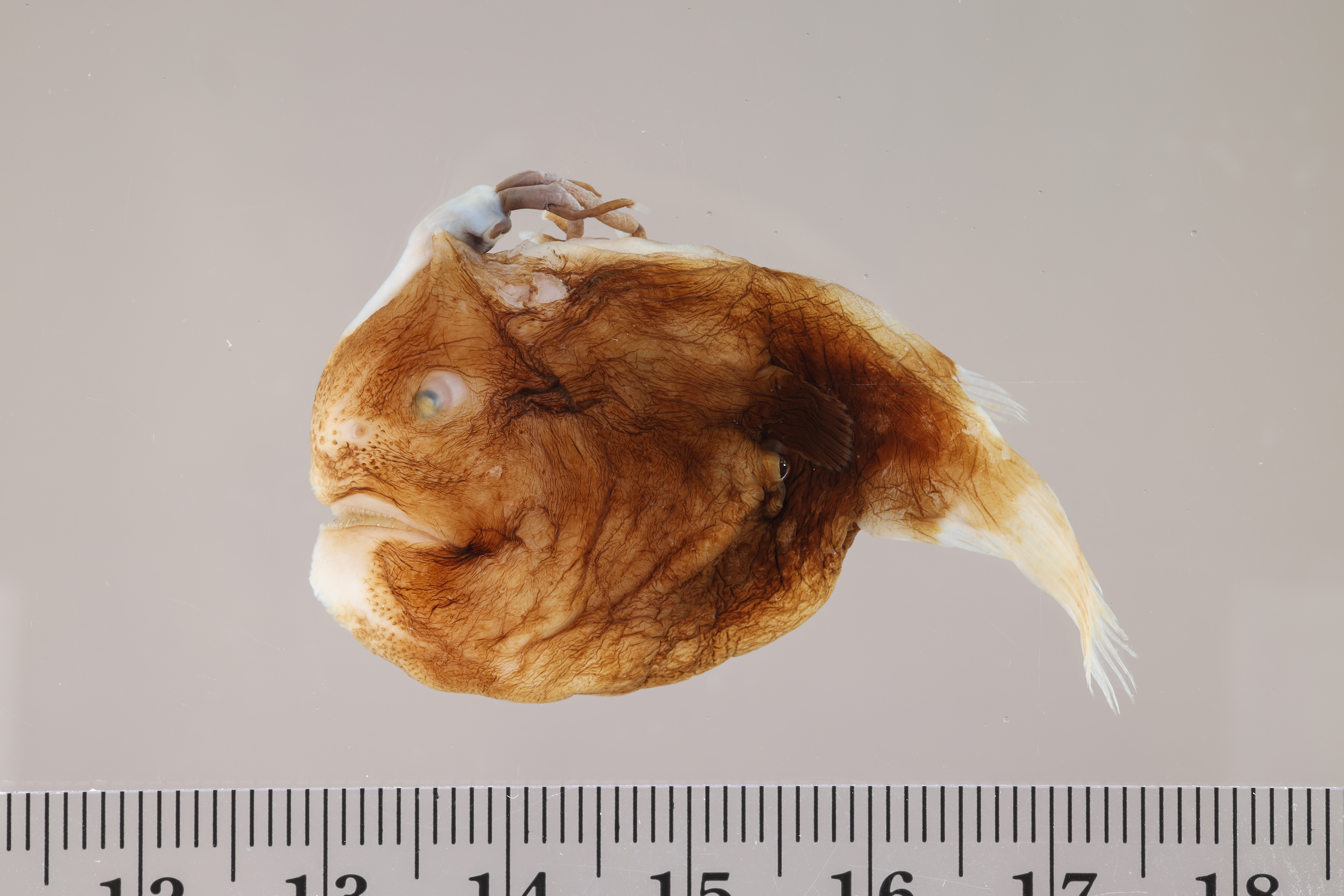 Himantolophus cornifer thumbnail