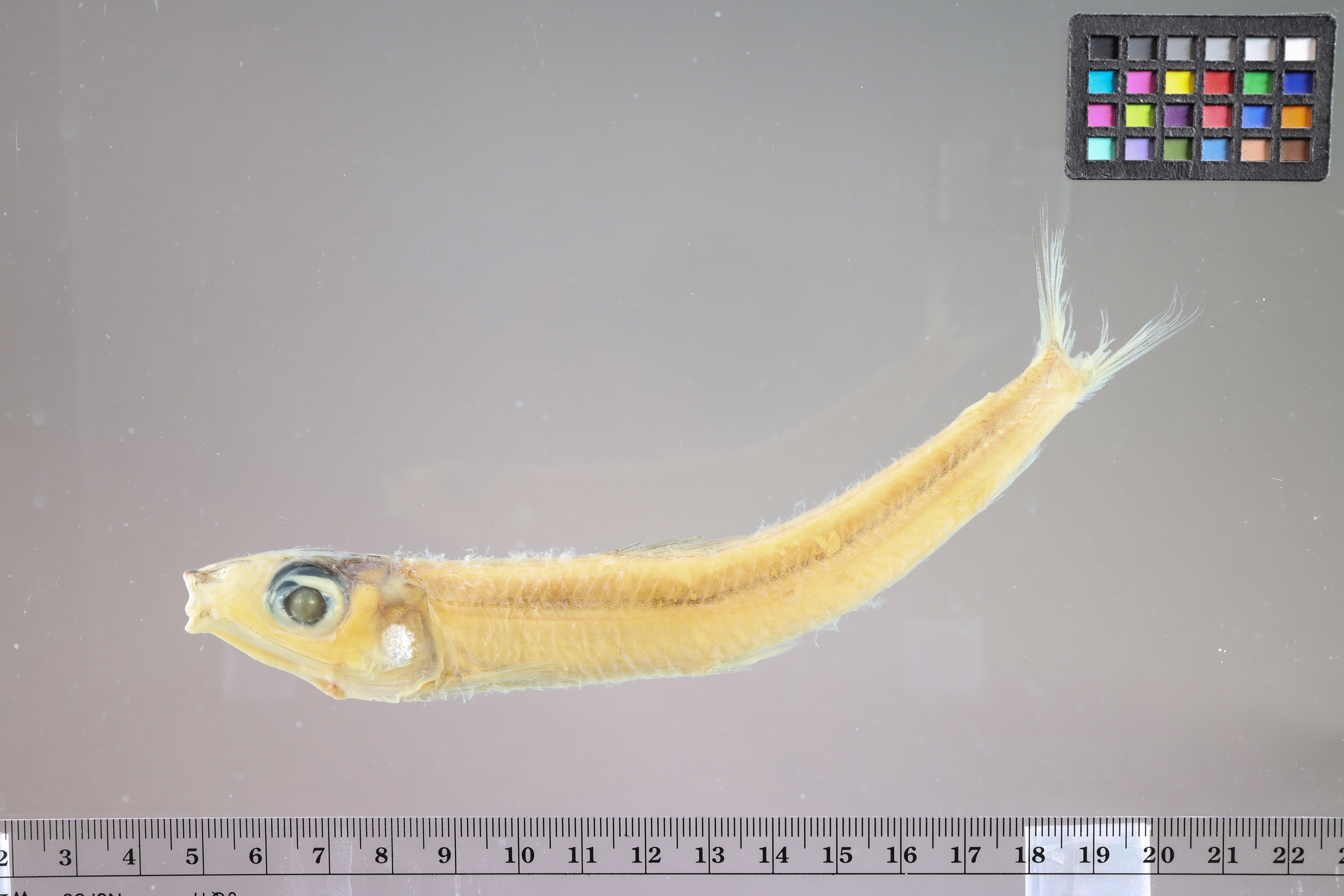 Argentine (Argentina striata) — Argentinidae