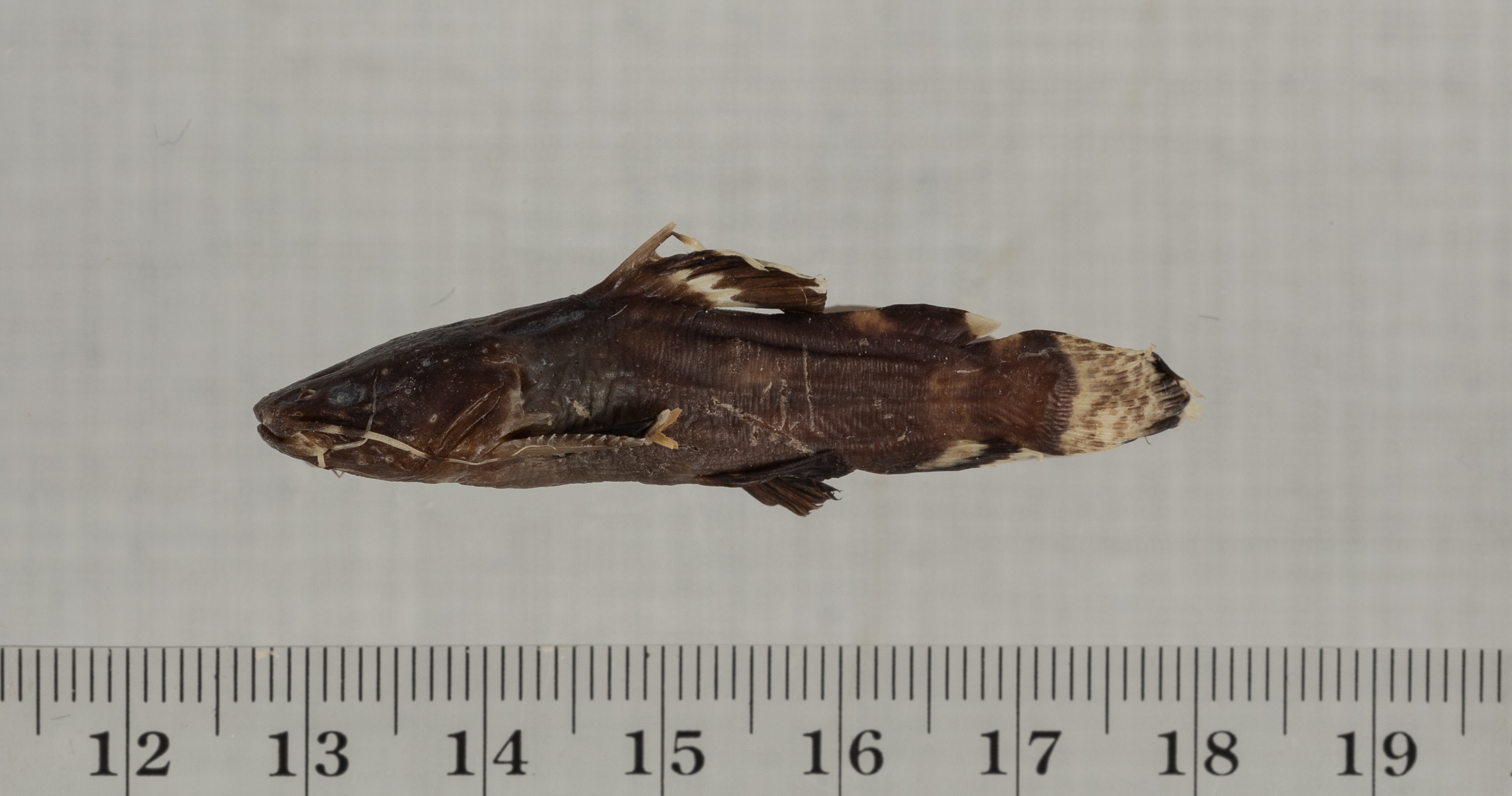 Kikkerbek-meerval (Batrochoglanis raninus) — Pseudopimelodidae — 4