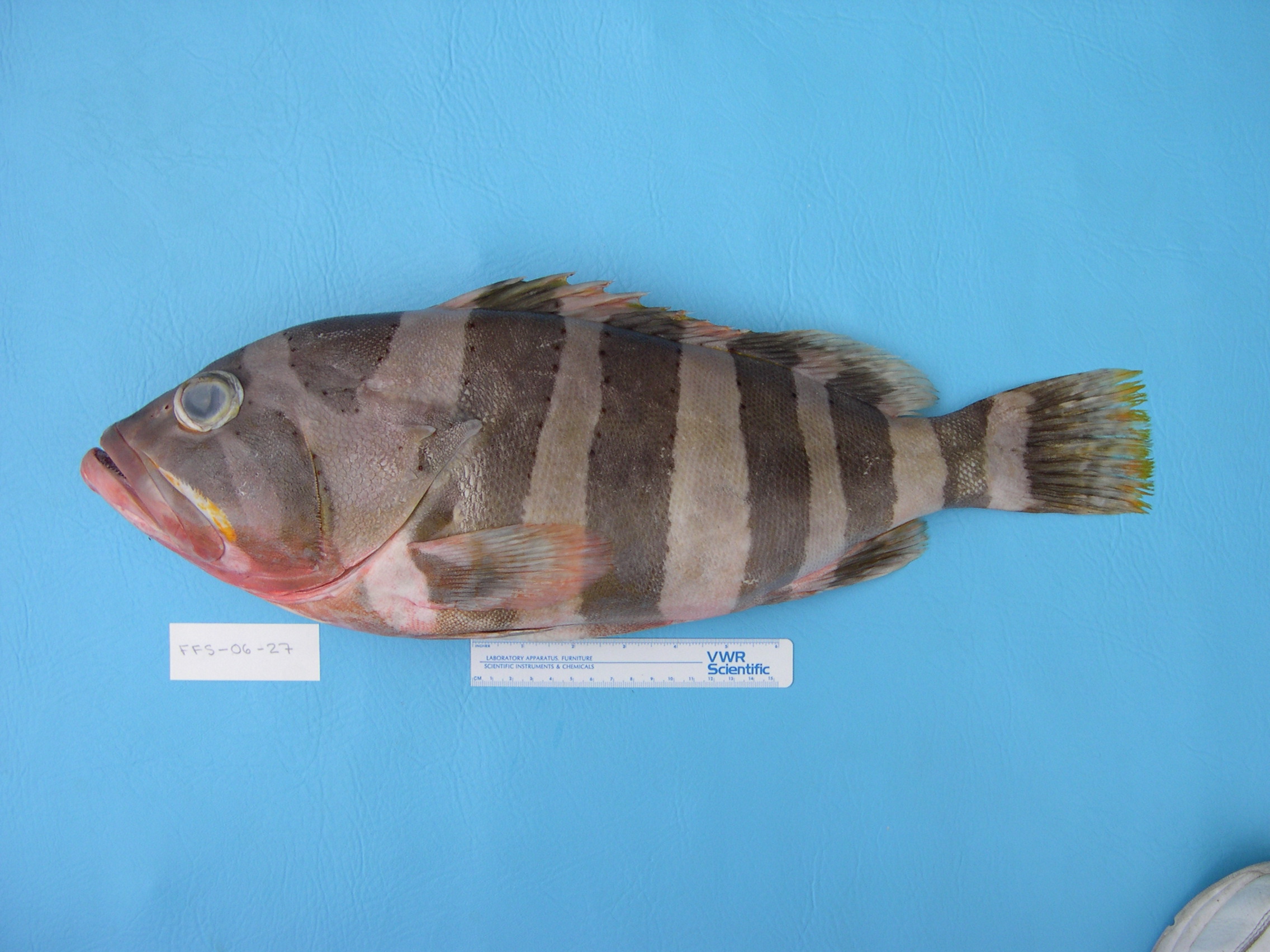 Banded grouper (Epinephelus amblycephalus) — Serranidae — 3