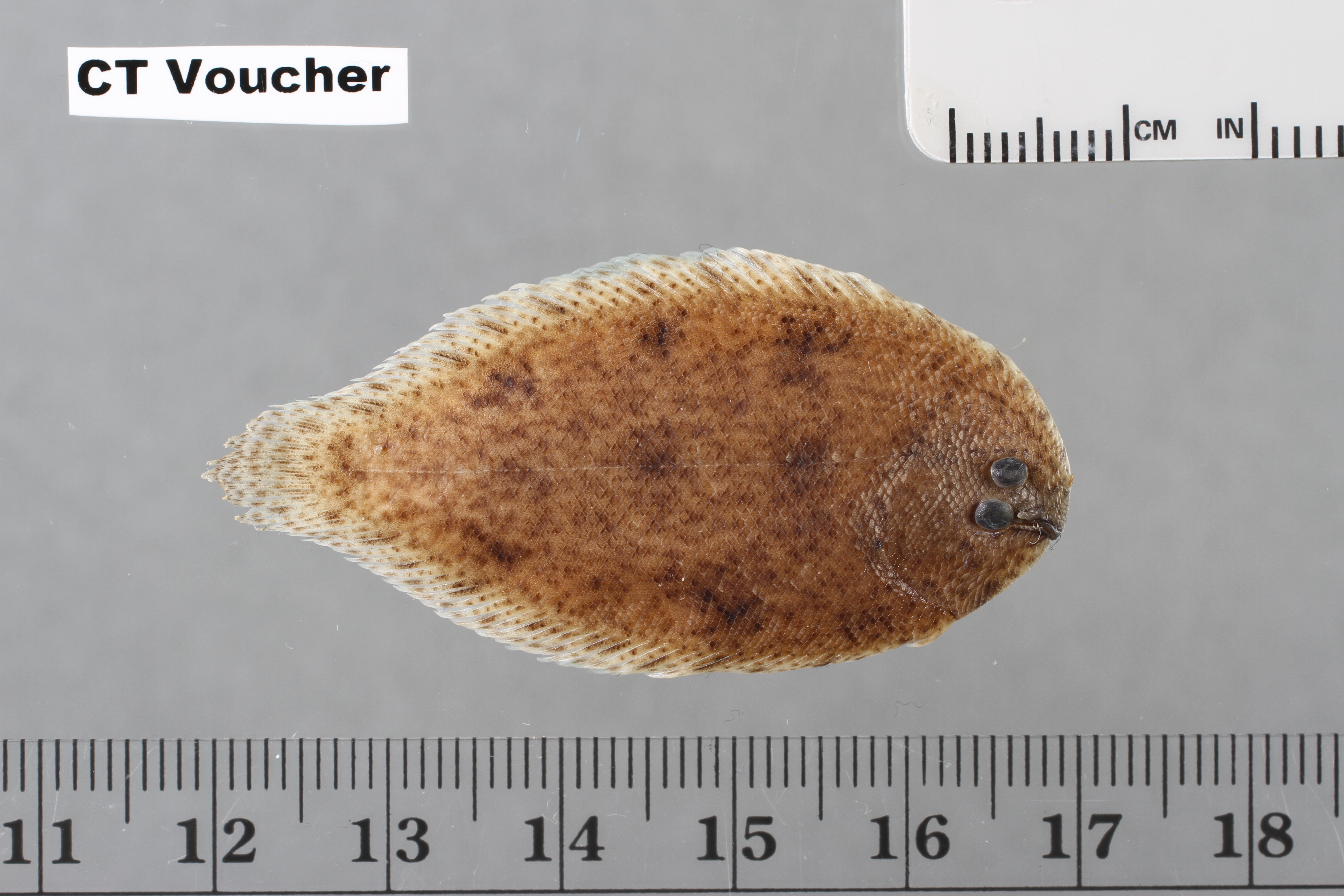 Sole (Achiroides melanorhynchus) — Soleidae — 2
