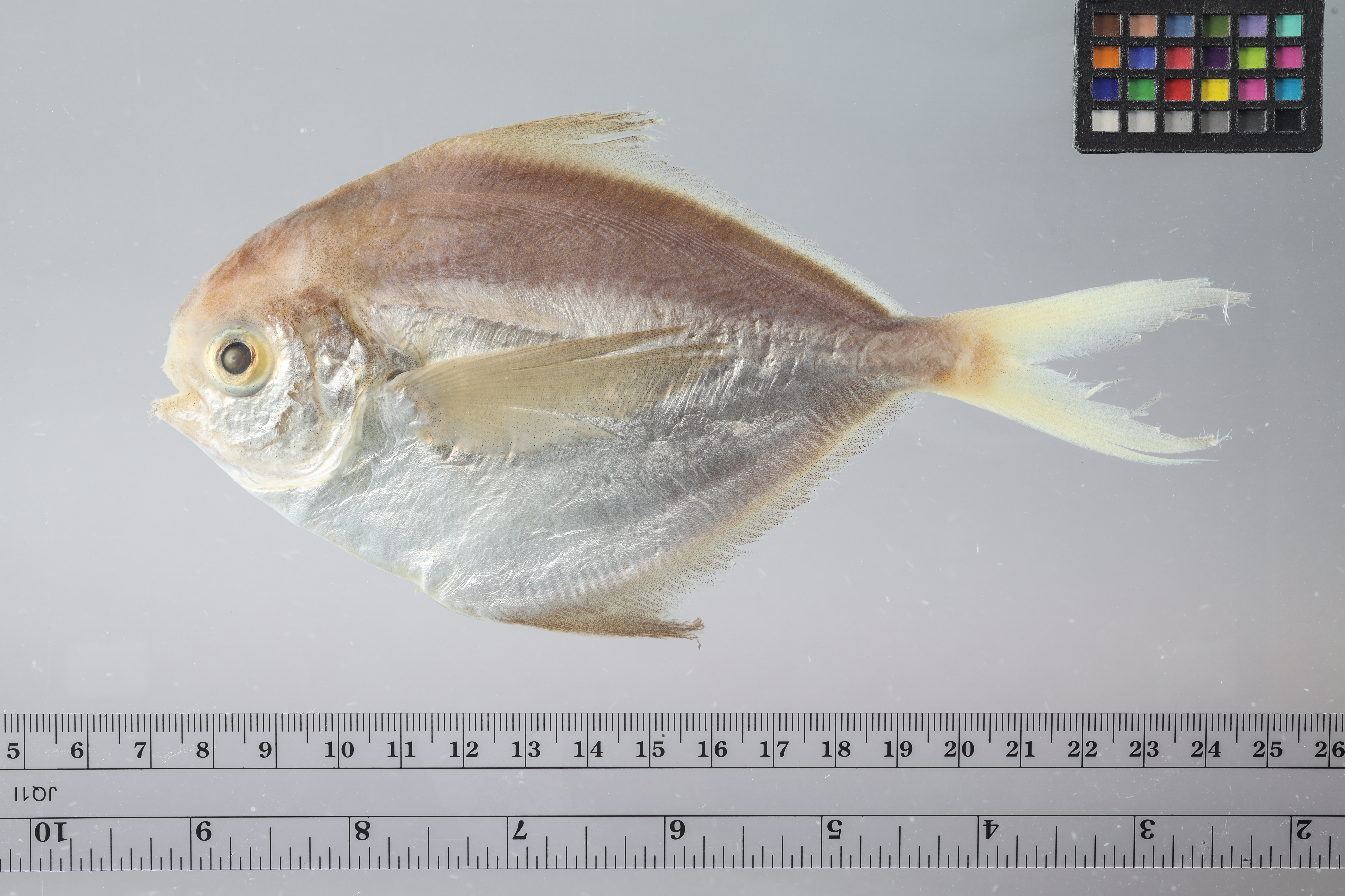 Peprilus ovatus
