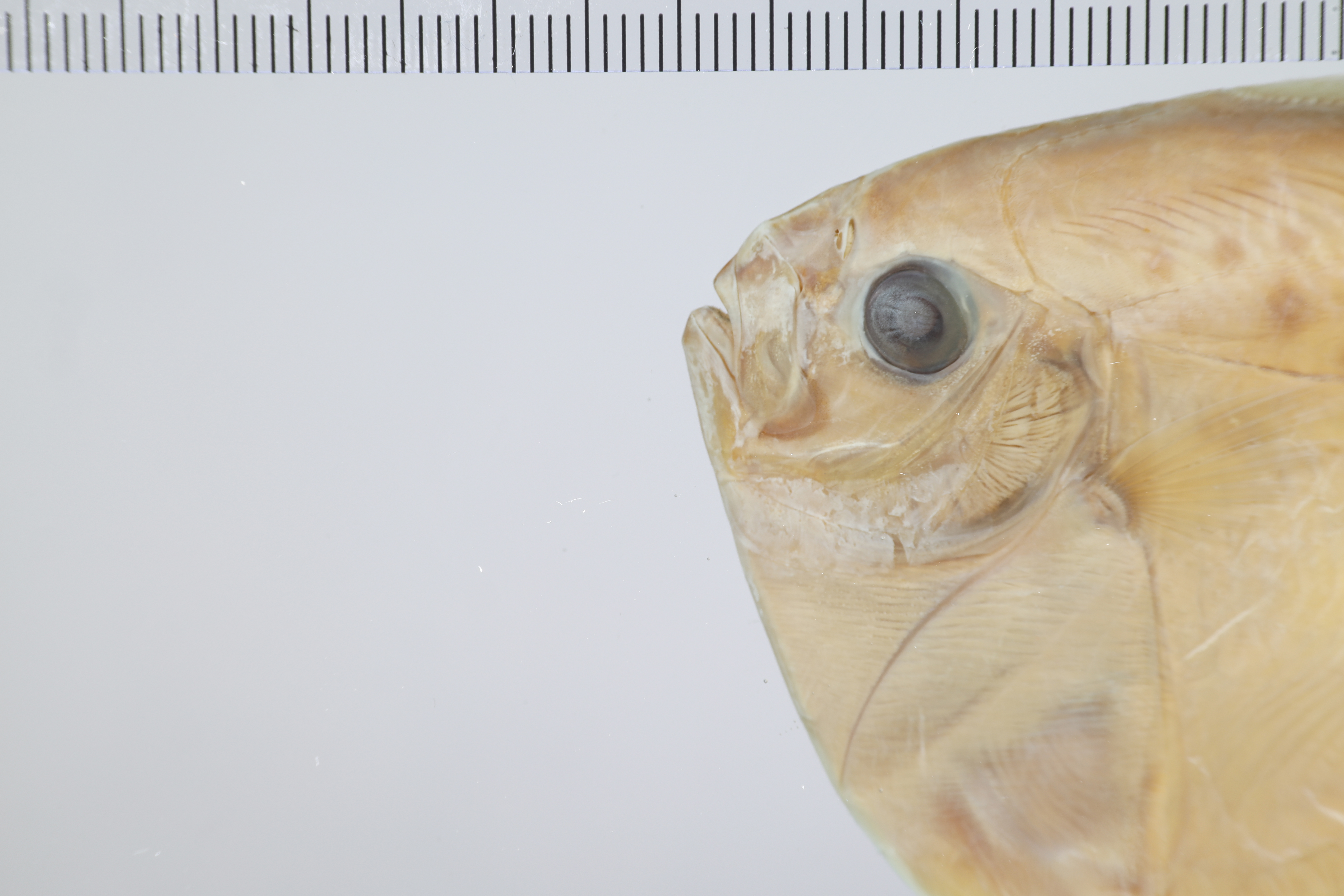 Mene maculata