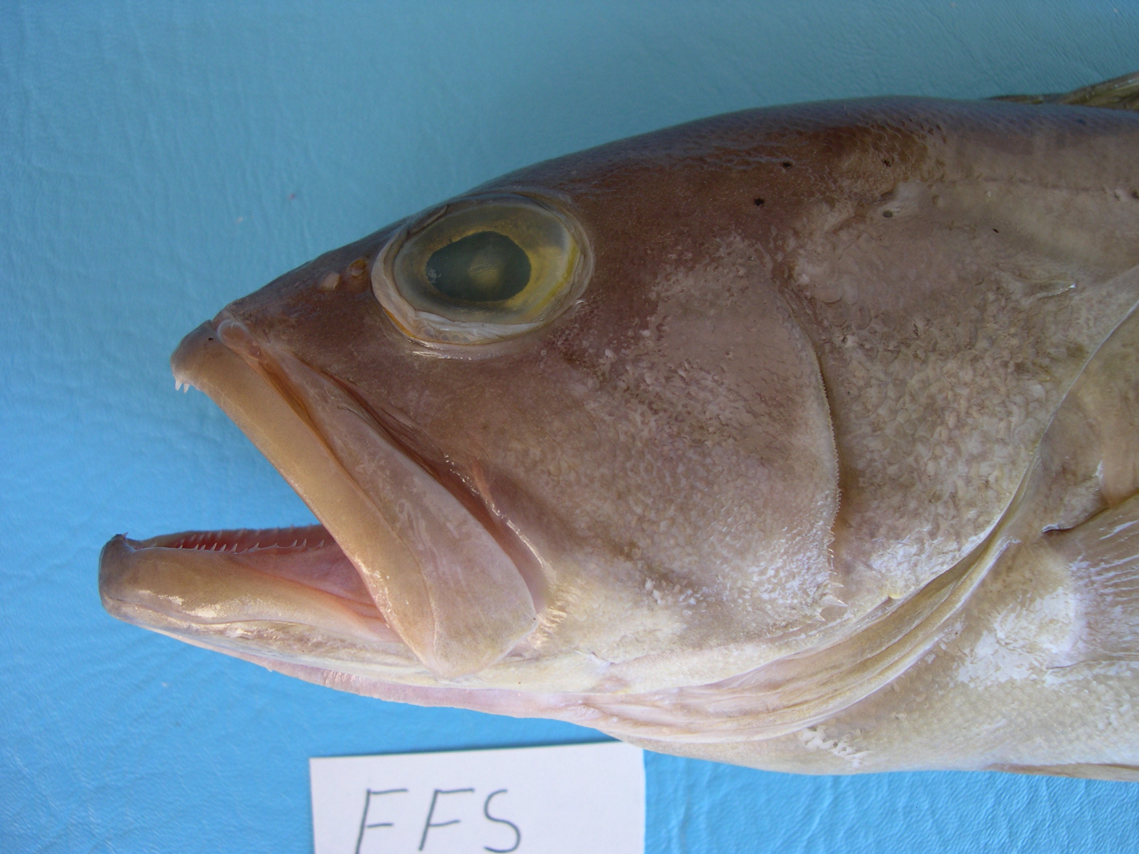 Bridled grouper (Epinephelus heniochus) — Serranidae — 4