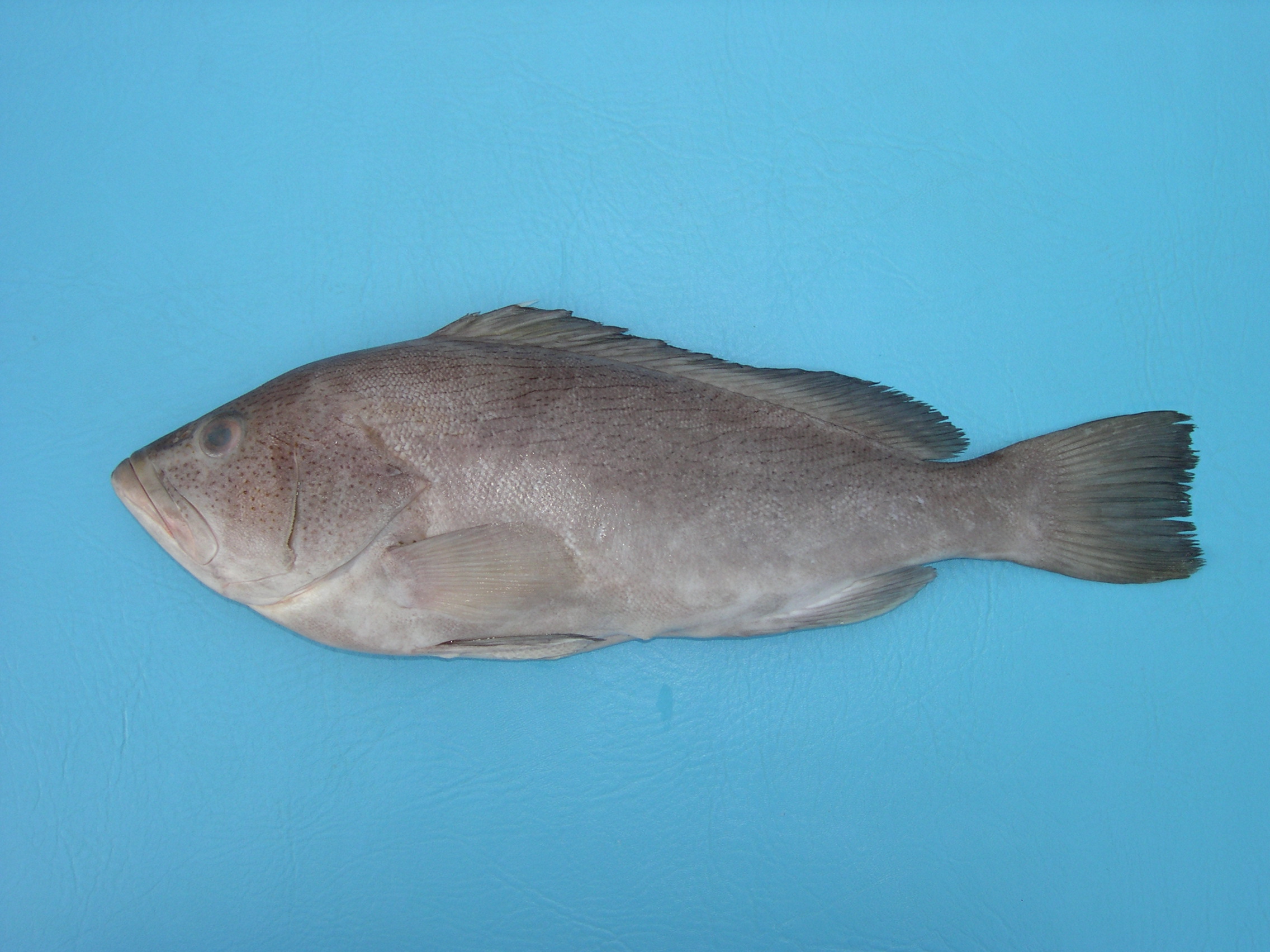Epinephelus undulosus thumbnail