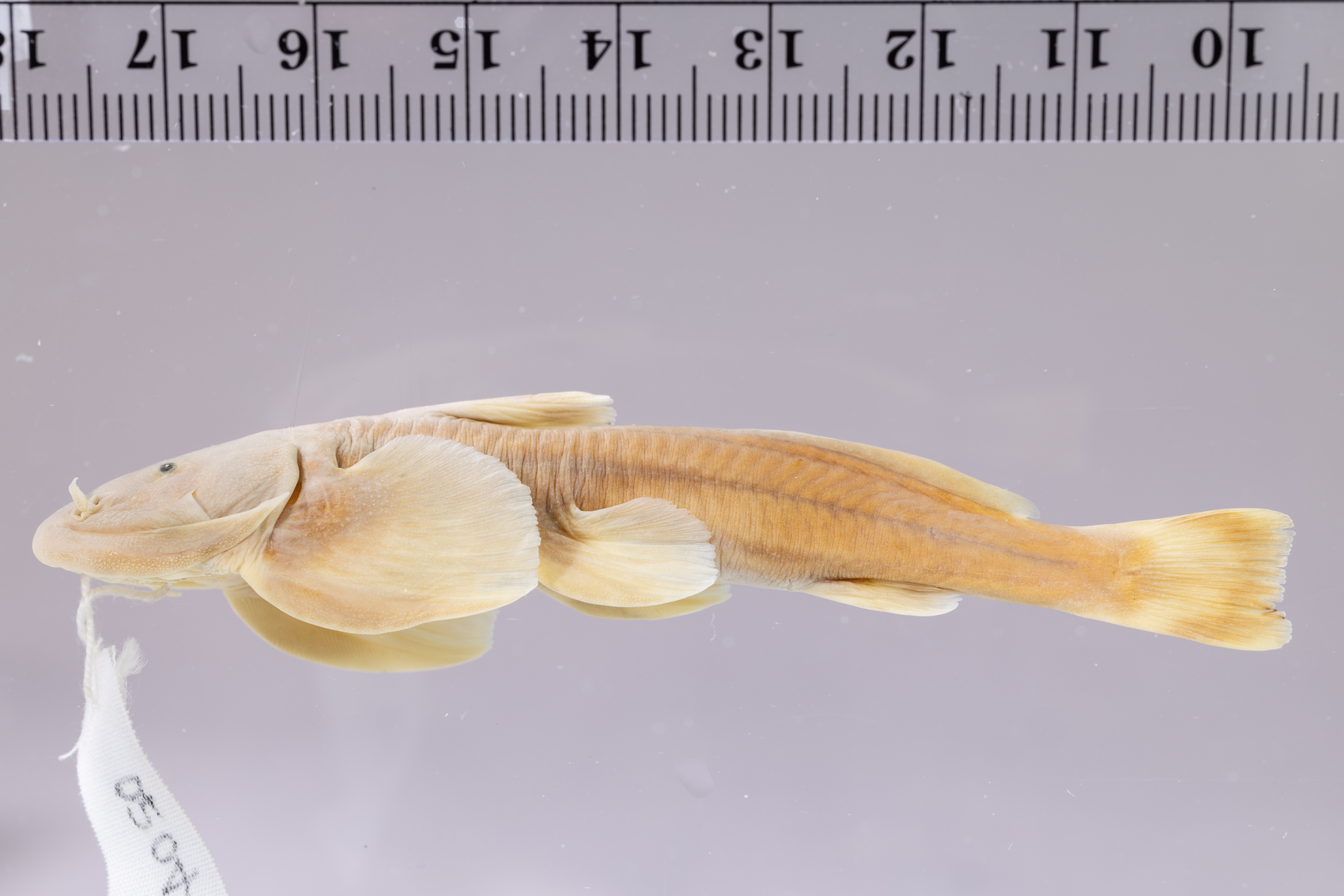 Yangtze torrent catfish (Euchiloglanis kishinouyei) — Sisoridae