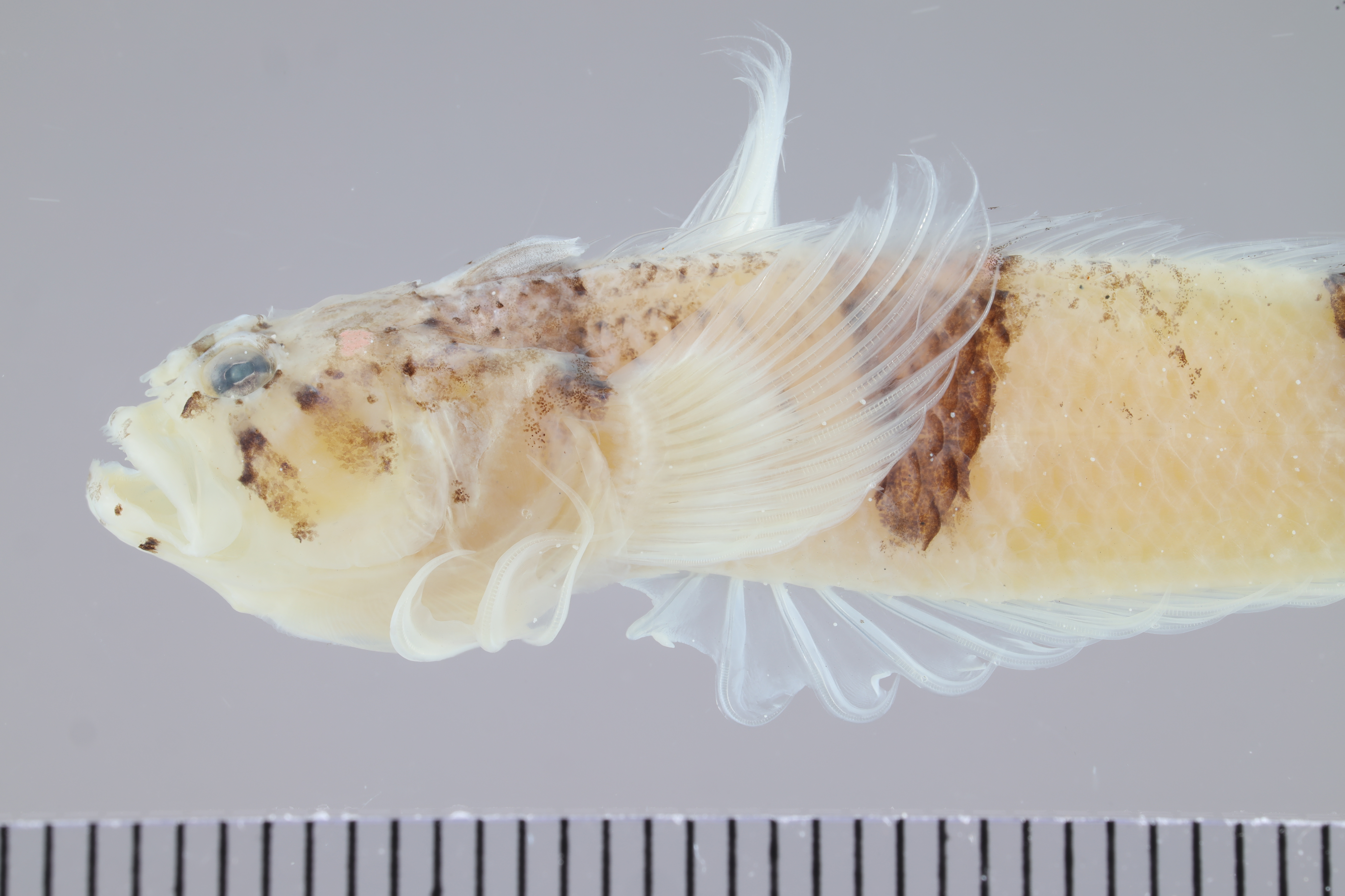 Saddle stargazer (Platygillellus rubrocinctus) — Dactyloscopidae