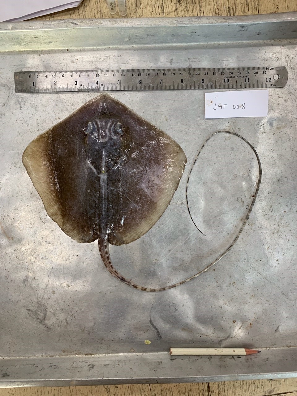 Banded whiptail ray (Maculabatis gerrardi) — Dasyatidae — 4