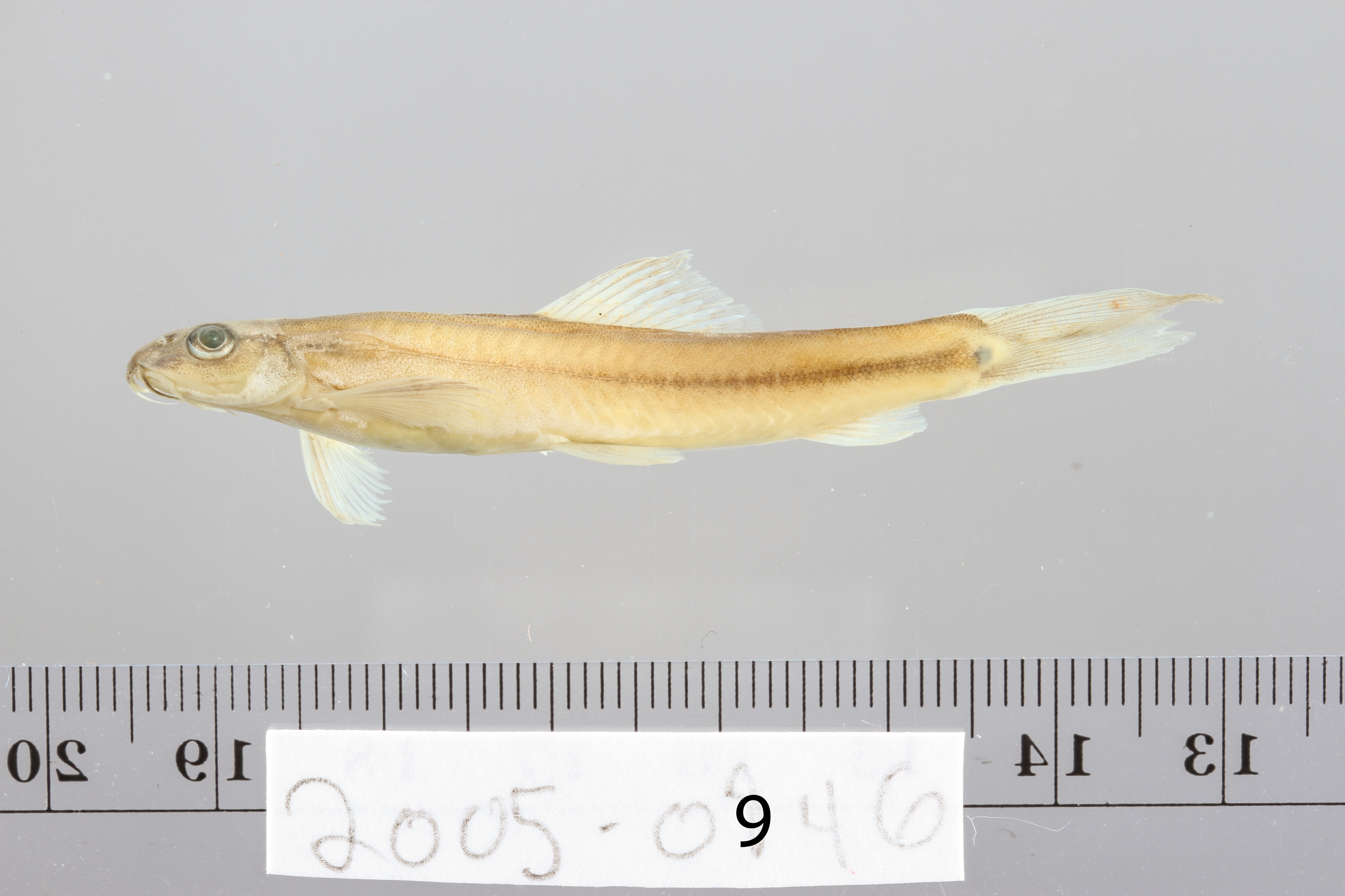 Nemacheilus longipinnis thumbnail