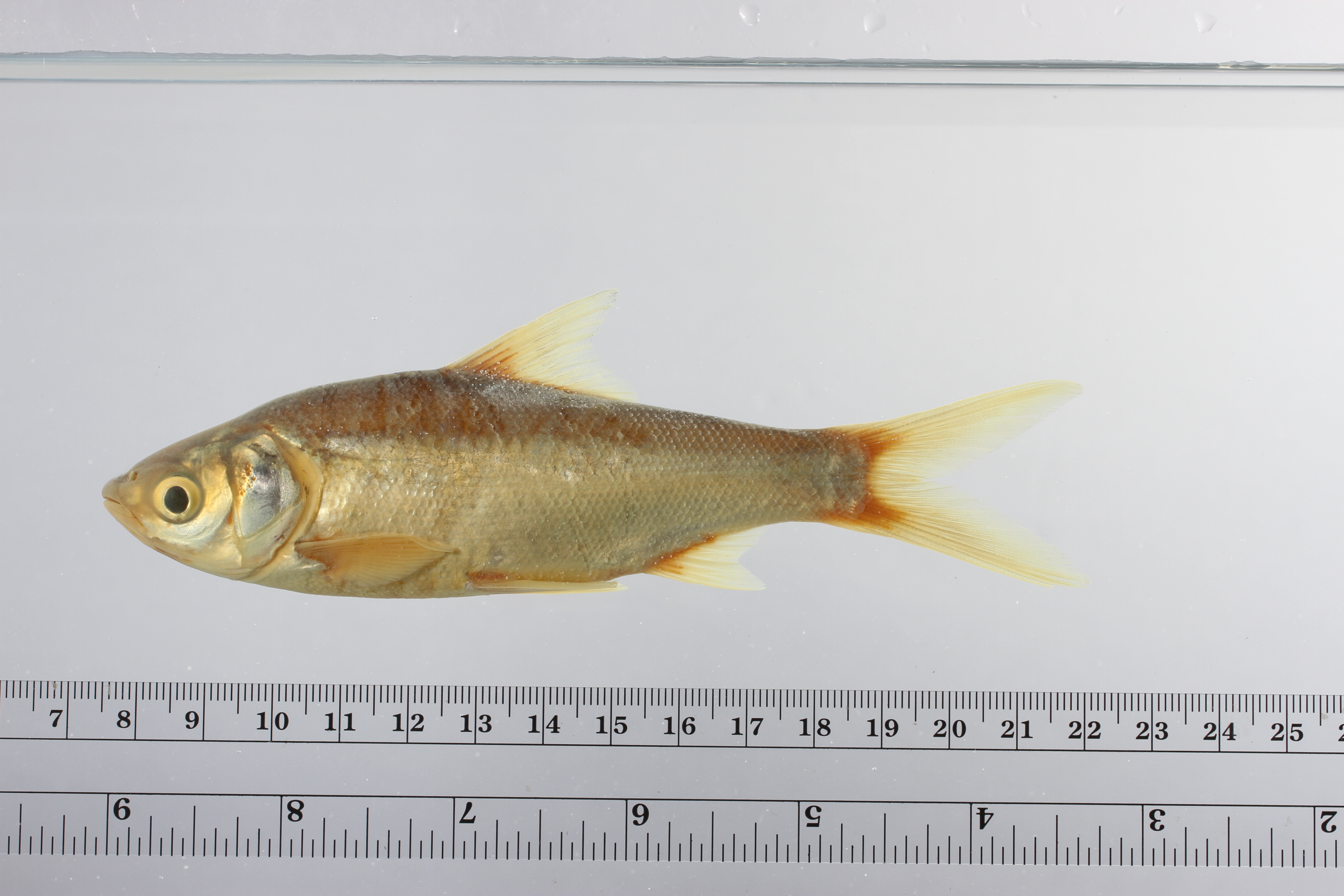 Mola carp (Thynnichthys thynnoides) — Cyprinidae — 2