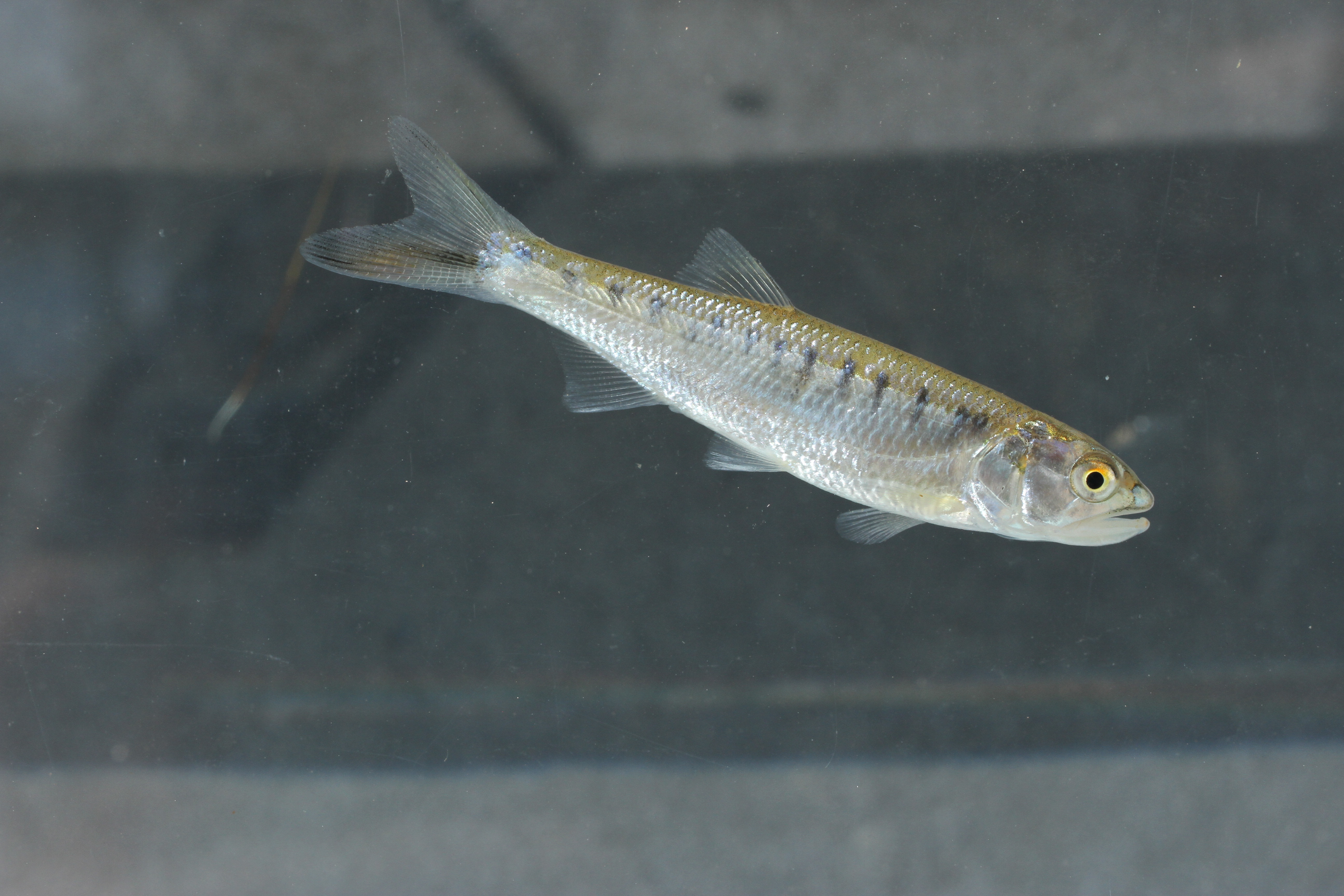 Aziatische roofbarbeel (Raiamas guttatus) — Cyprinidae — 4