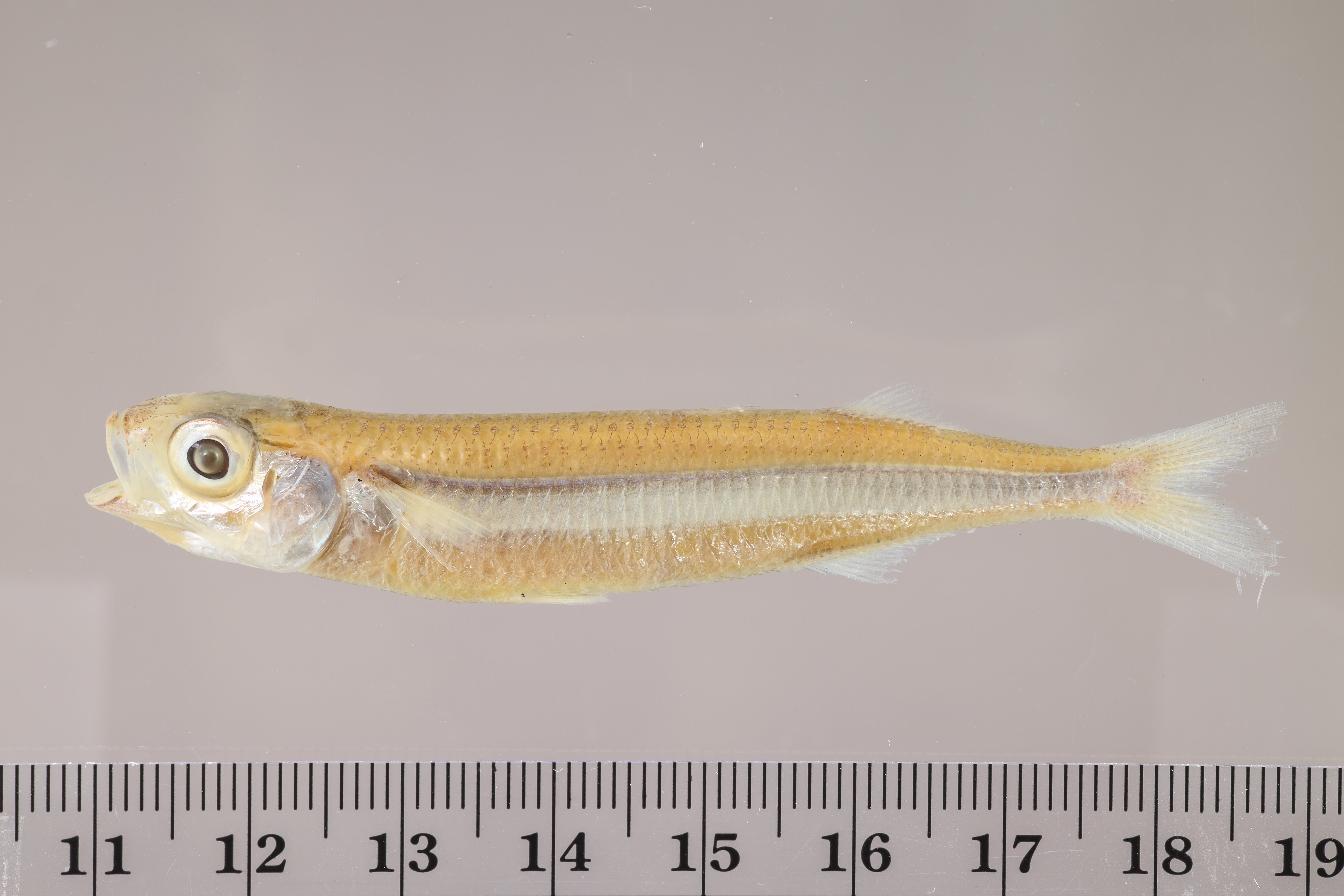 Bullhead fry (Hypoatherina harringtonensis) — Atherinidae — 2