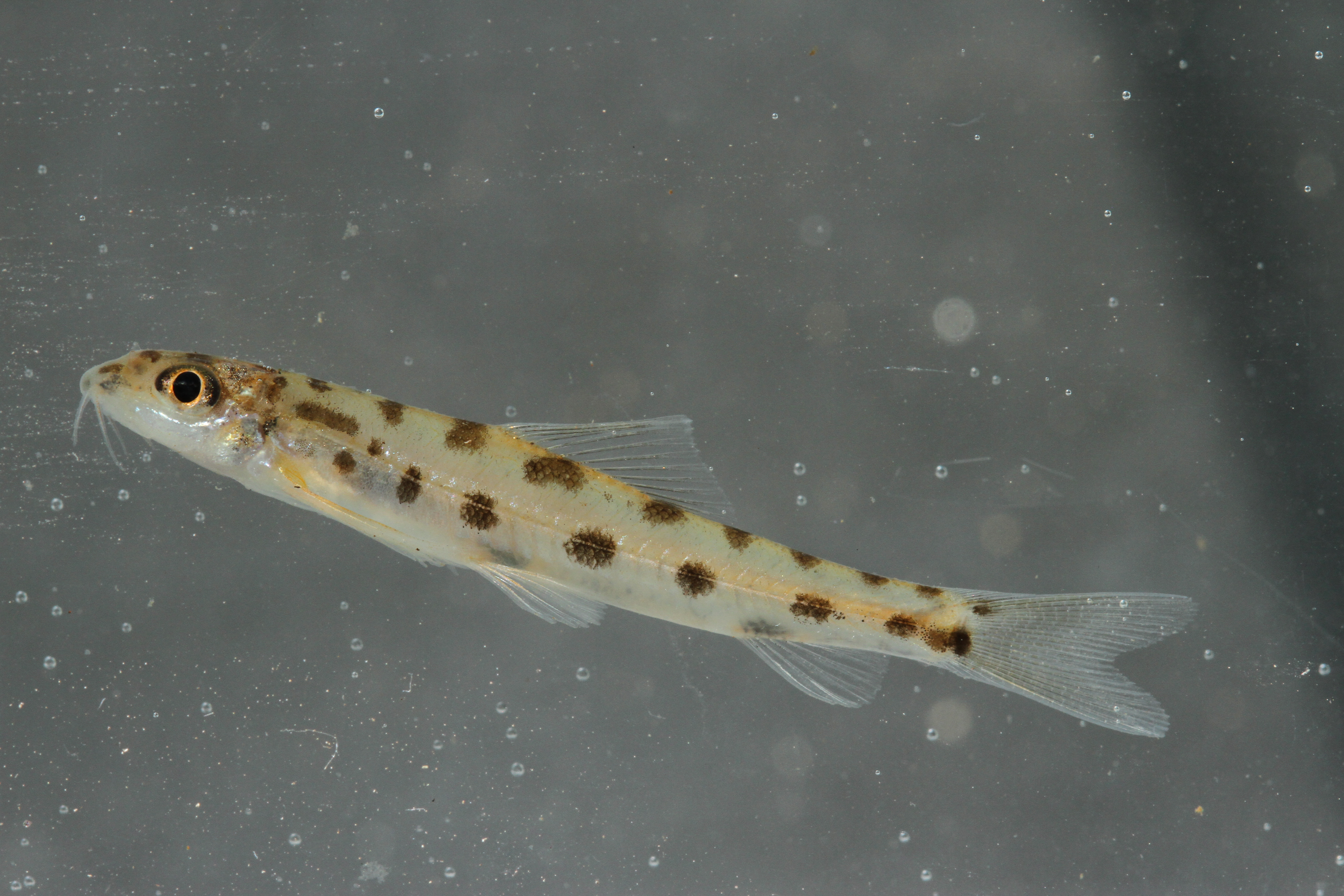 Baenziger's loach (Tuberoschistura baenzigeri) — Nemacheilidae