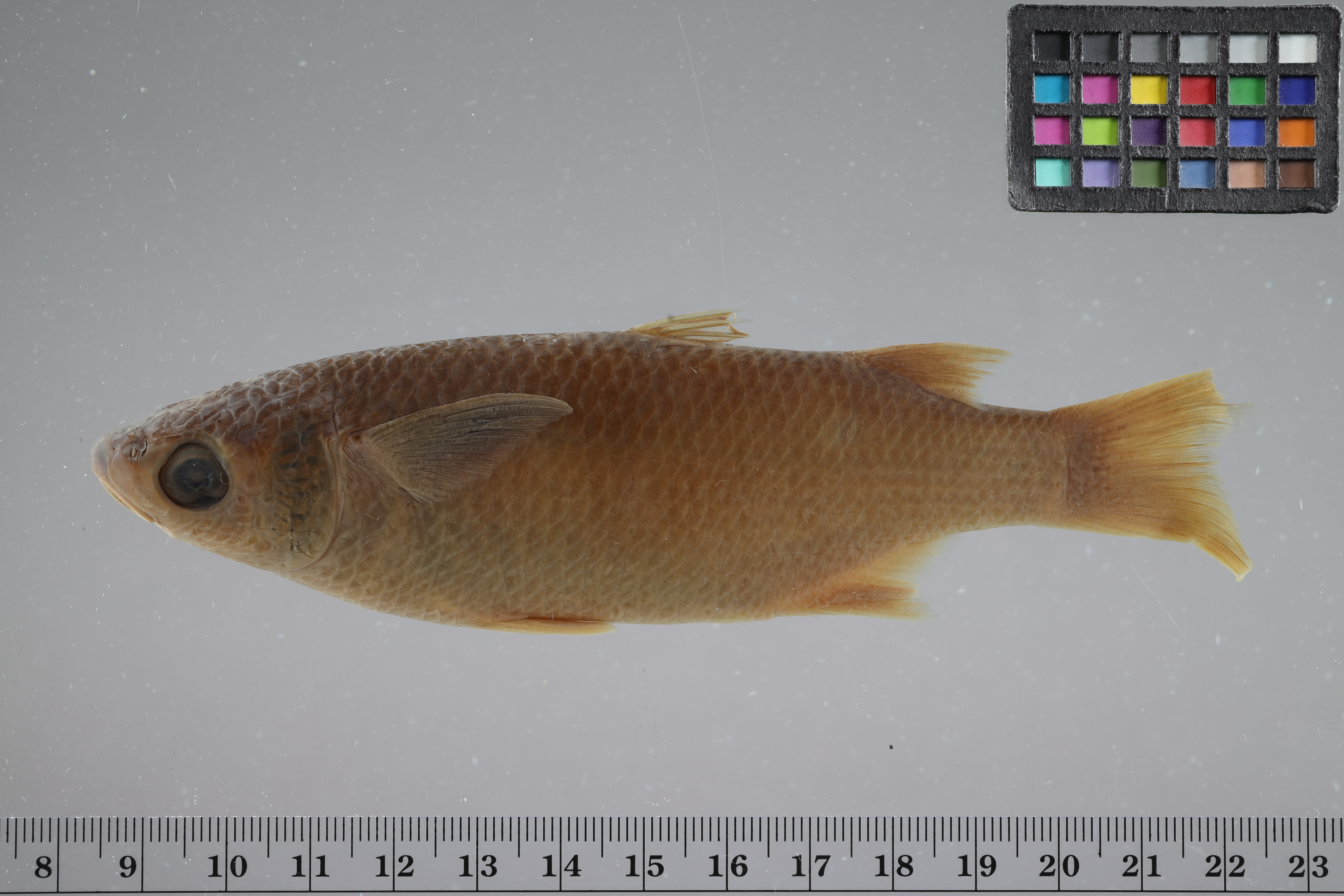 Mullet (Chaenomugil proboscideus) — Mugilidae — 2