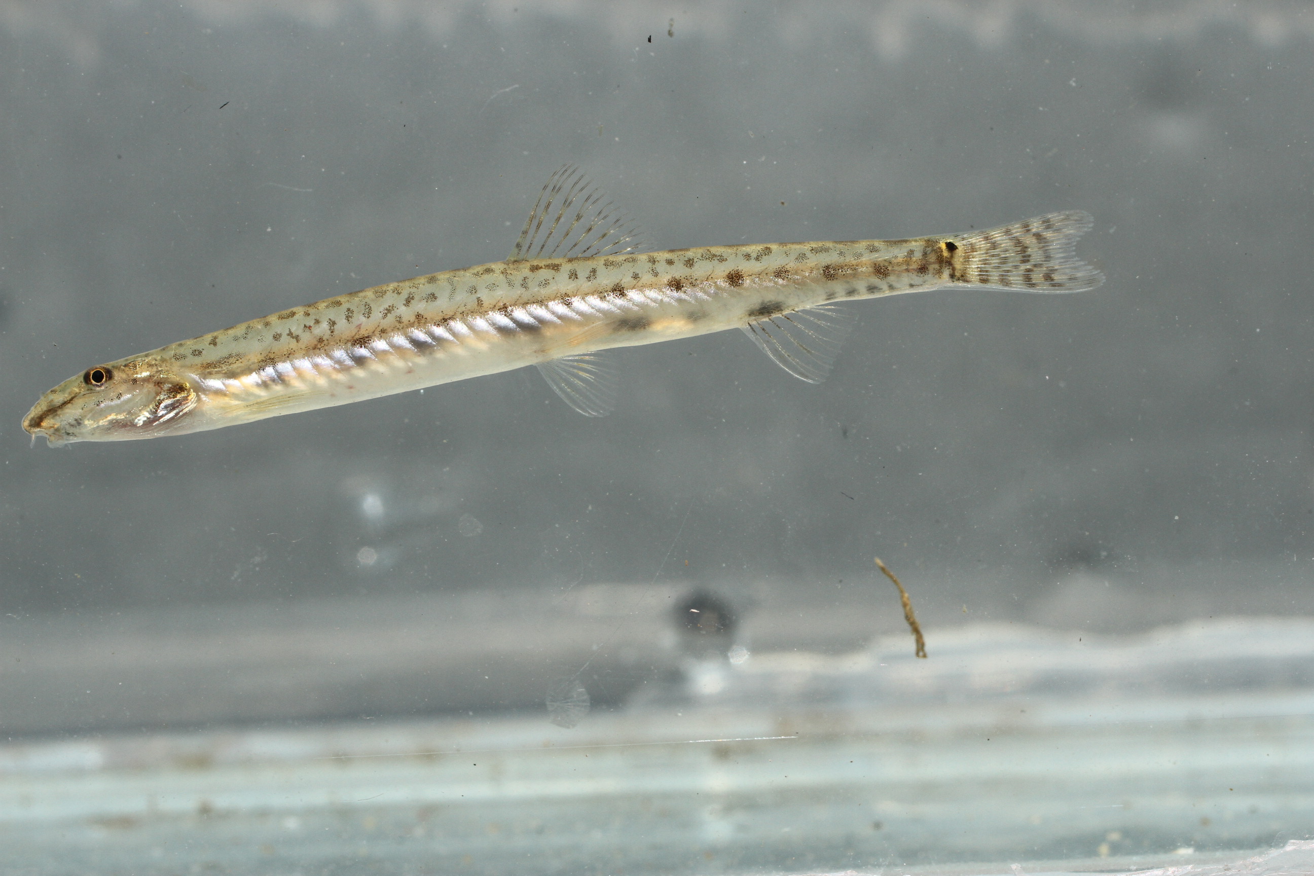 Acanthopsoides gracilis